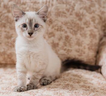Jonas, a ADOPTABLE mixed breed in Davis, CA image 2/3