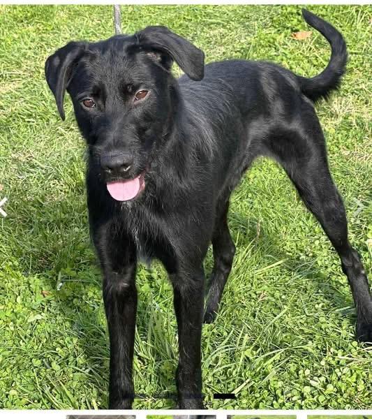 Enlarge General , a ADOPTABLE mixed breed in Woodbury, NJ image 3/3