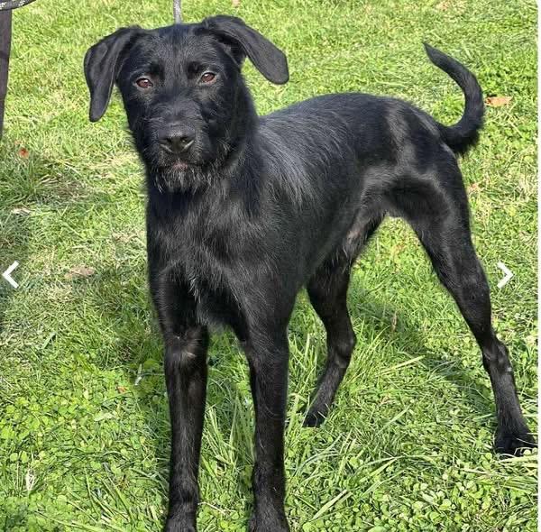 General , ADOPTABLE, Young Male Wheaten Terrier & Black Labrador Retriever.