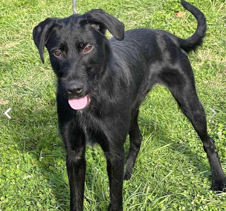Enlarge General , a ADOPTABLE mixed breed in Woodbury, NJ image 2/3