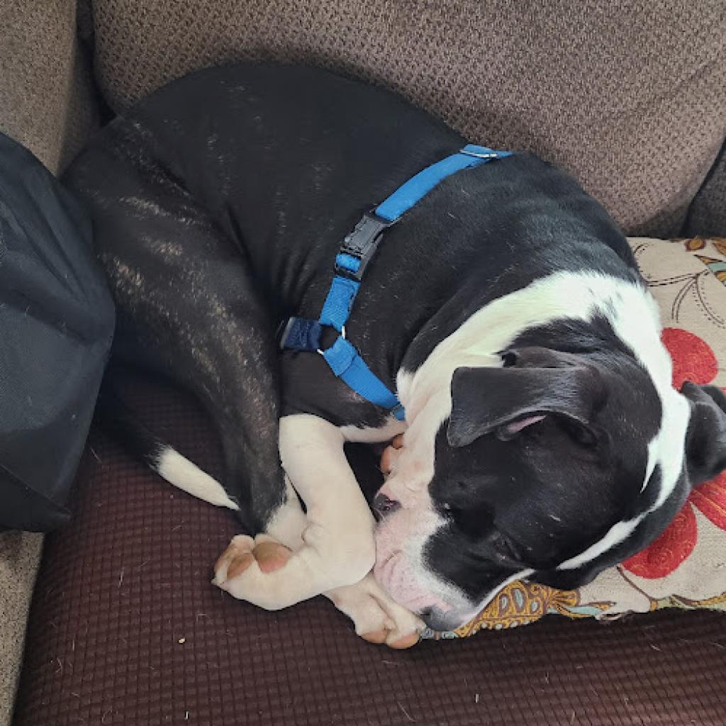 Annie, Adoptable, Adult Female Pit Bull Terrier.