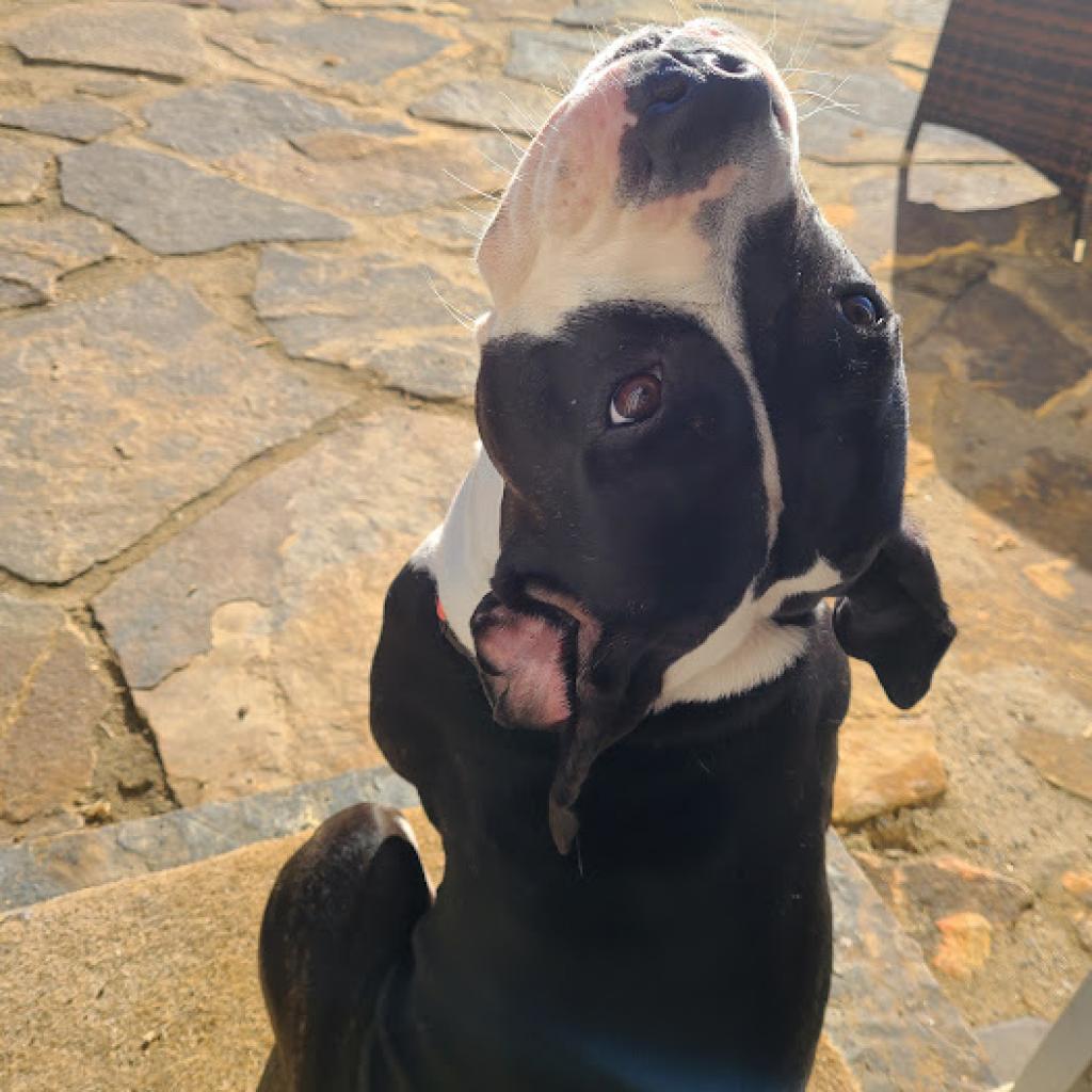 Enlarge Annie, a Adoptable Pit Bull Terrier in Philadelphia, PA image 2/6