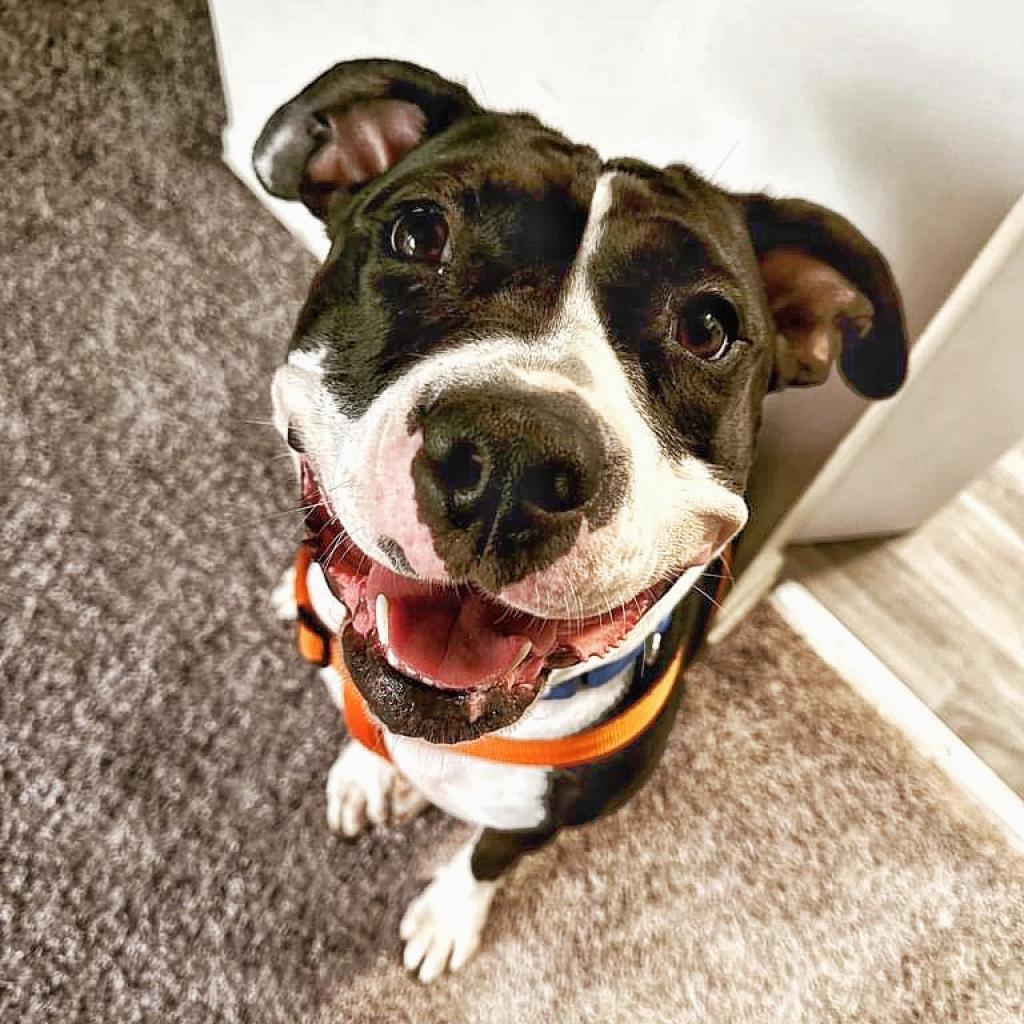 Enlarge Annie, a Adoptable Pit Bull Terrier in Philadelphia, PA image 3/6