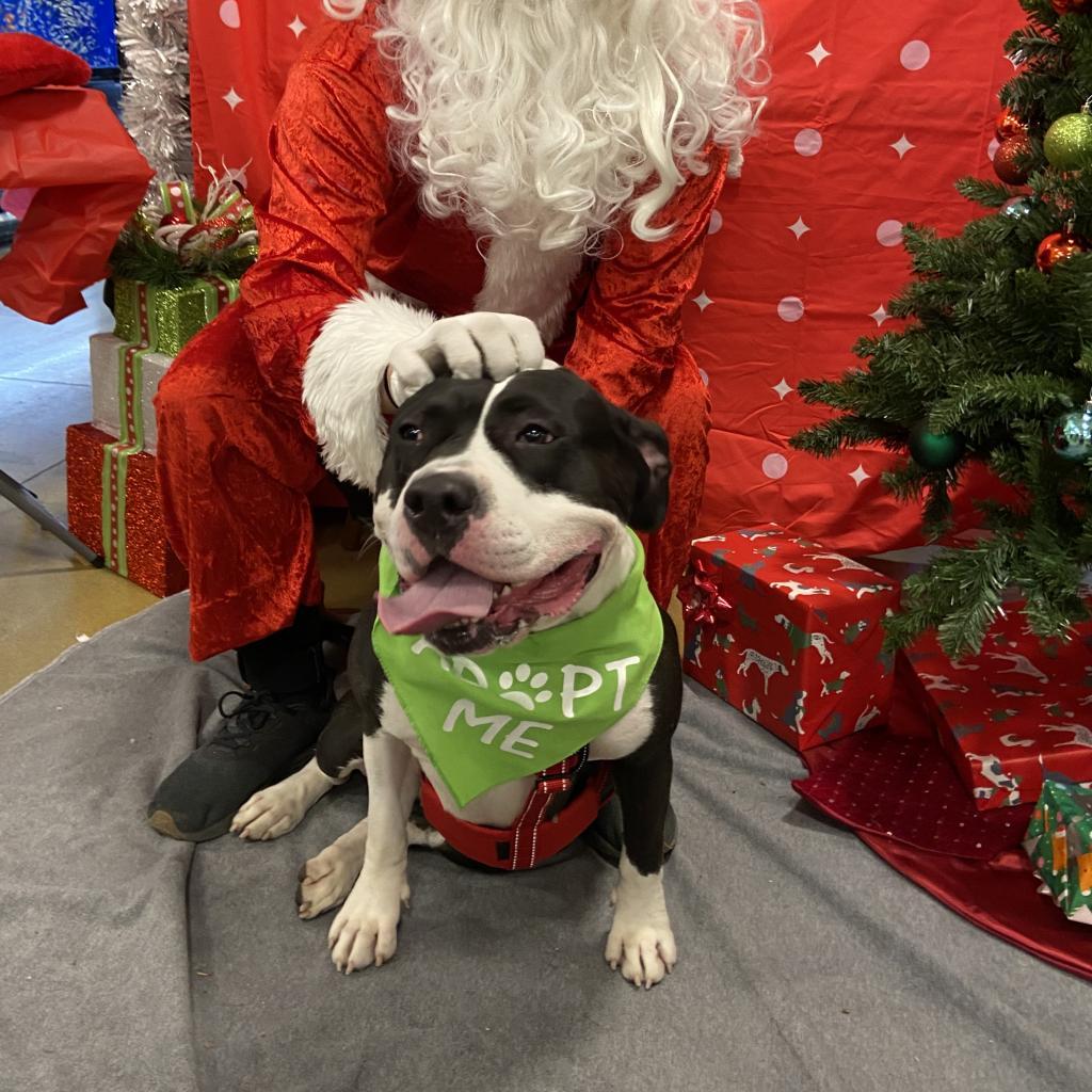 Enlarge Annie, a Adoptable Pit Bull Terrier in Philadelphia, PA image 4/6