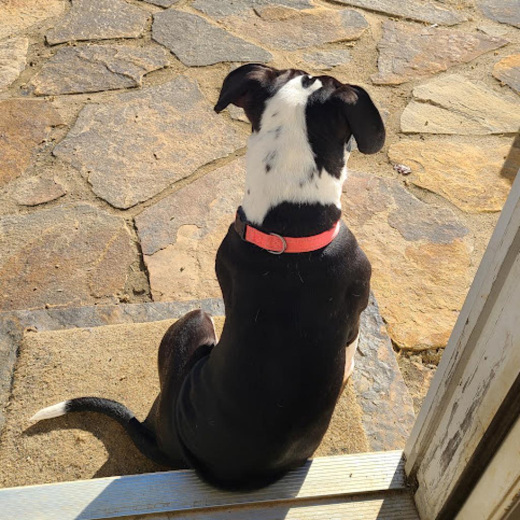 Enlarge Annie, a Adoptable Pit Bull Terrier in Philadelphia, PA image 5/6