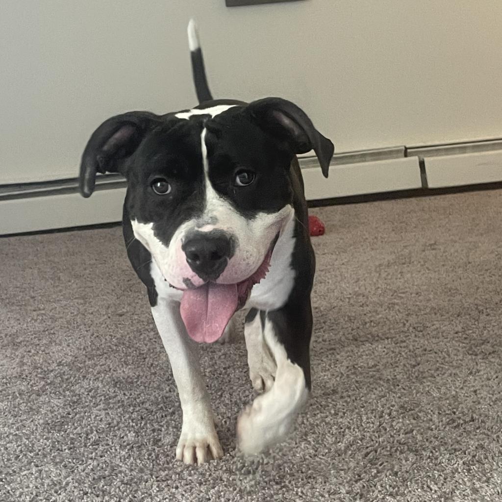 Enlarge Annie, a Adoptable Pit Bull Terrier in Philadelphia, PA image 6/6