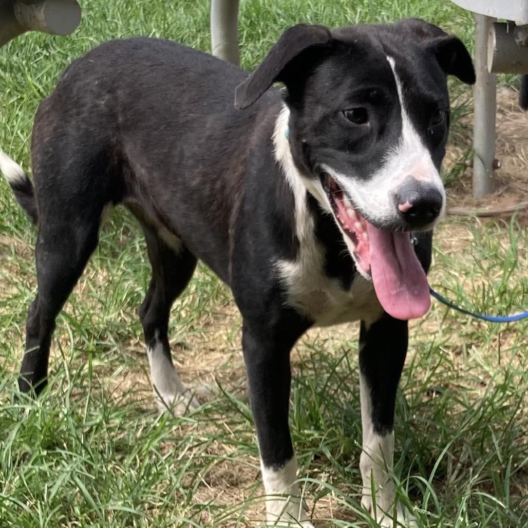 Daviana, Adoptable, Adult Female Terrier & Mixed Breed.