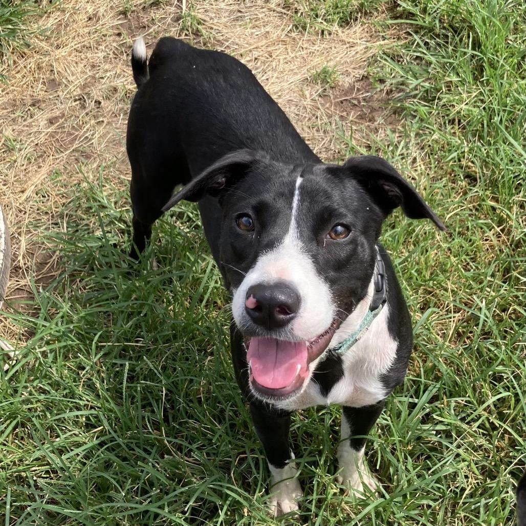 Daviana, a Adoptable mixed breed in Sand Springs, OK image 2/6