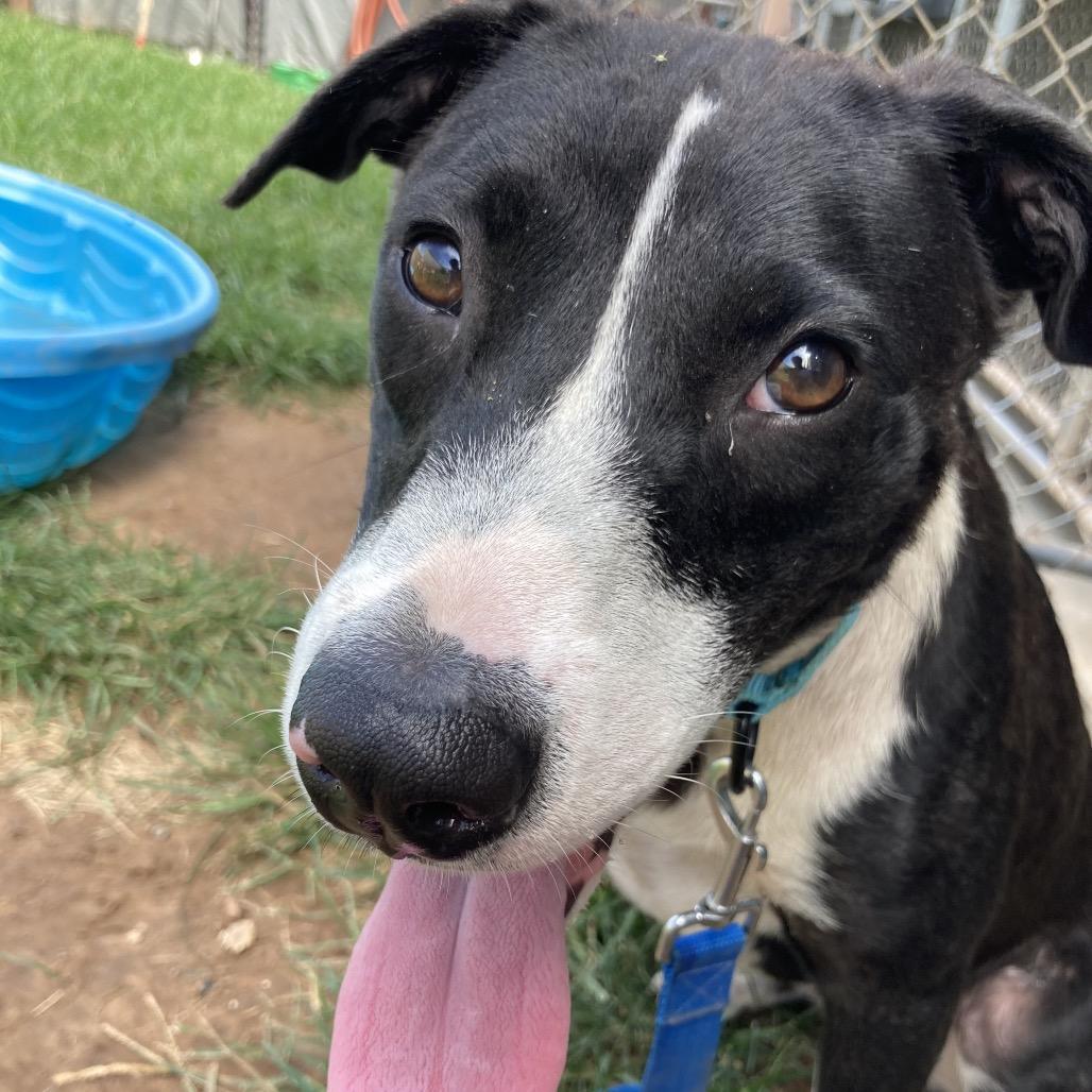 Daviana, a Adoptable mixed breed in Sand Springs, OK image 3/6