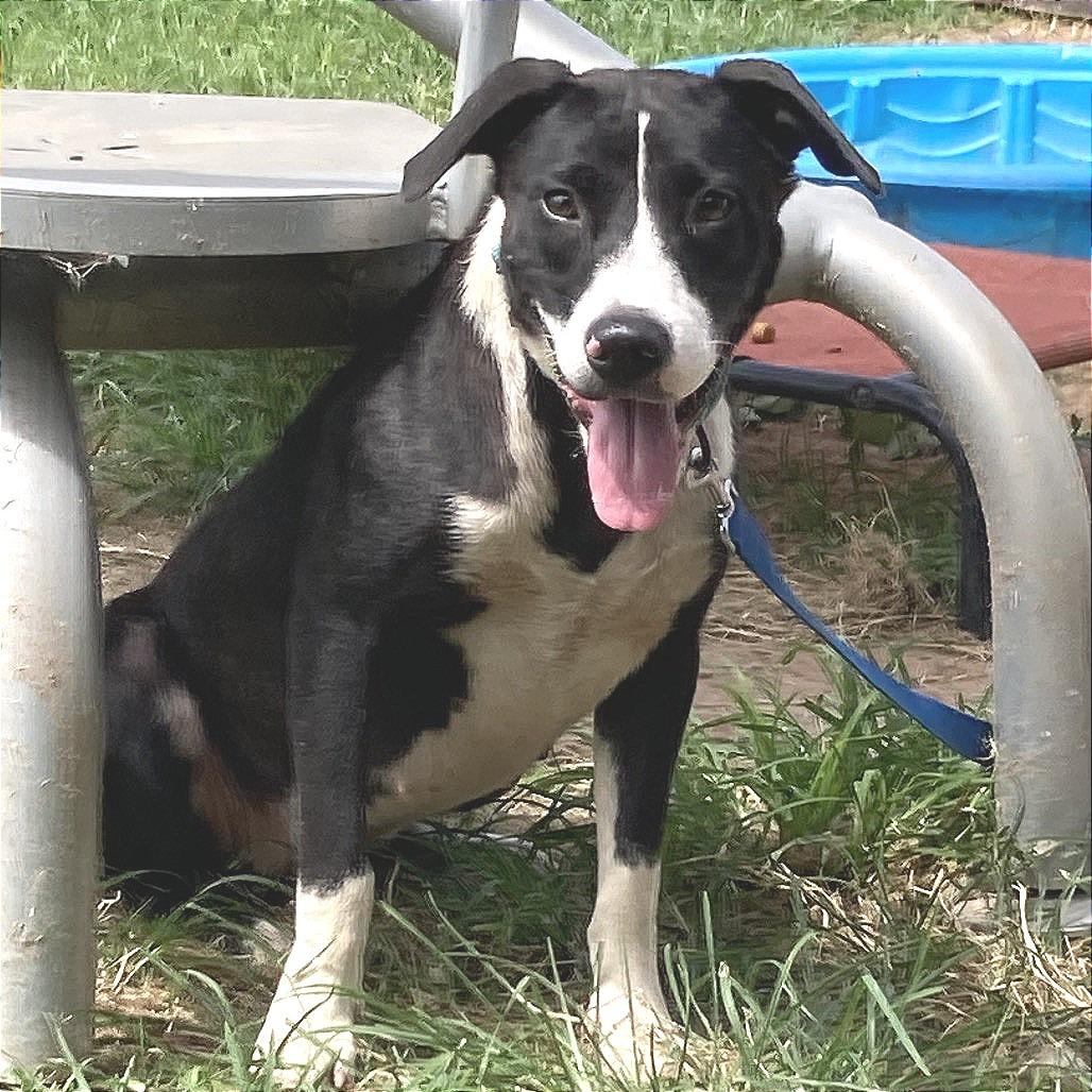 Daviana, a Adoptable mixed breed in Sand Springs, OK image 4/6