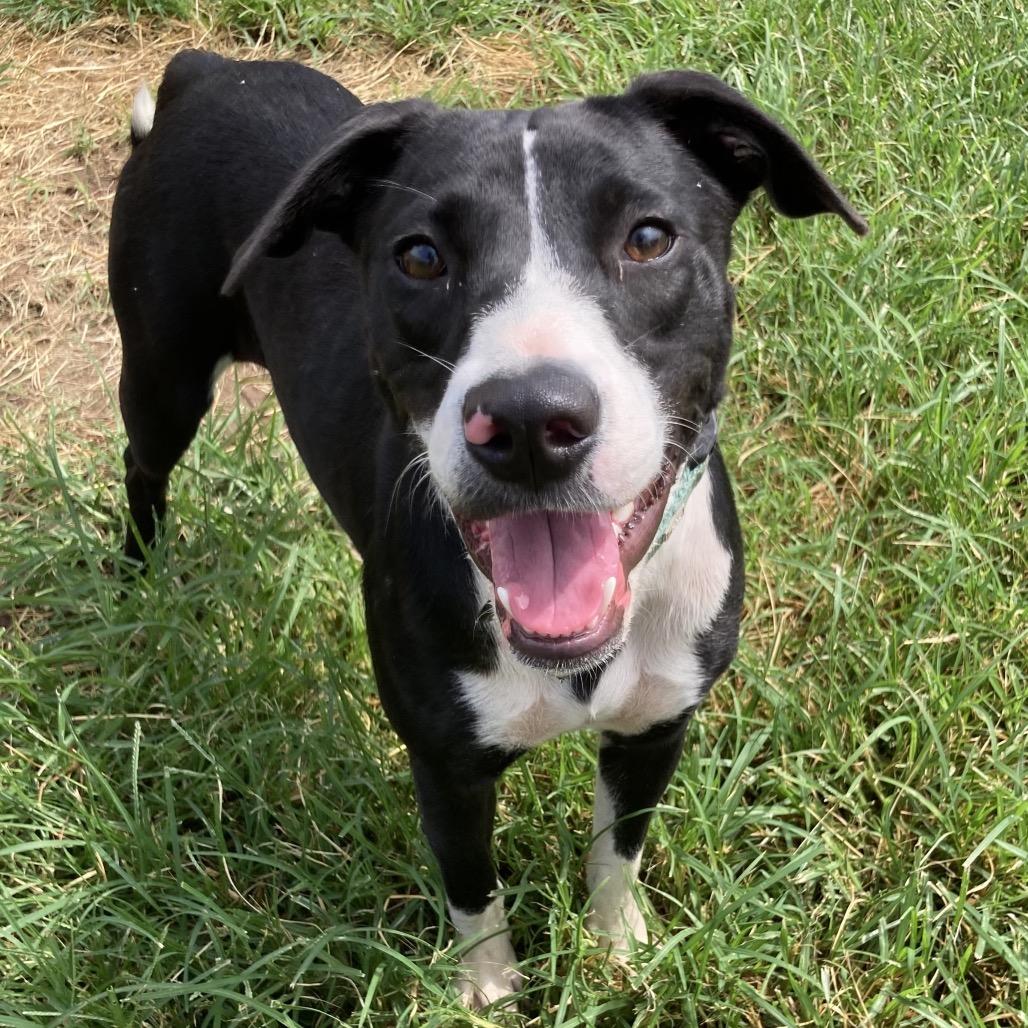 Daviana, a Adoptable mixed breed in Sand Springs, OK image 5/6