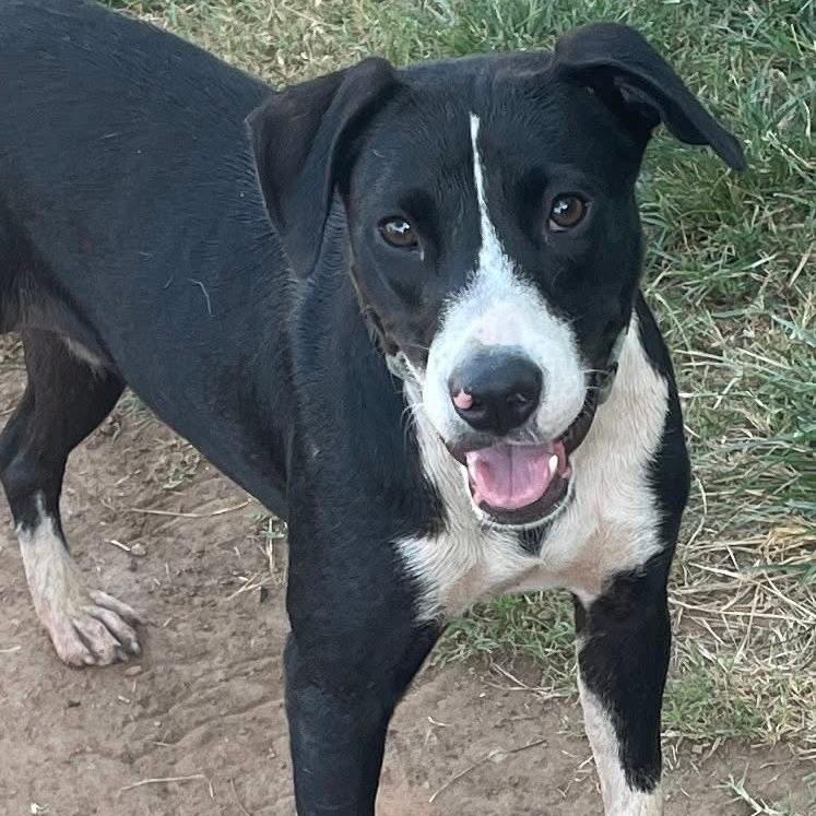 Daviana, a Adoptable mixed breed in Sand Springs, OK image 6/6