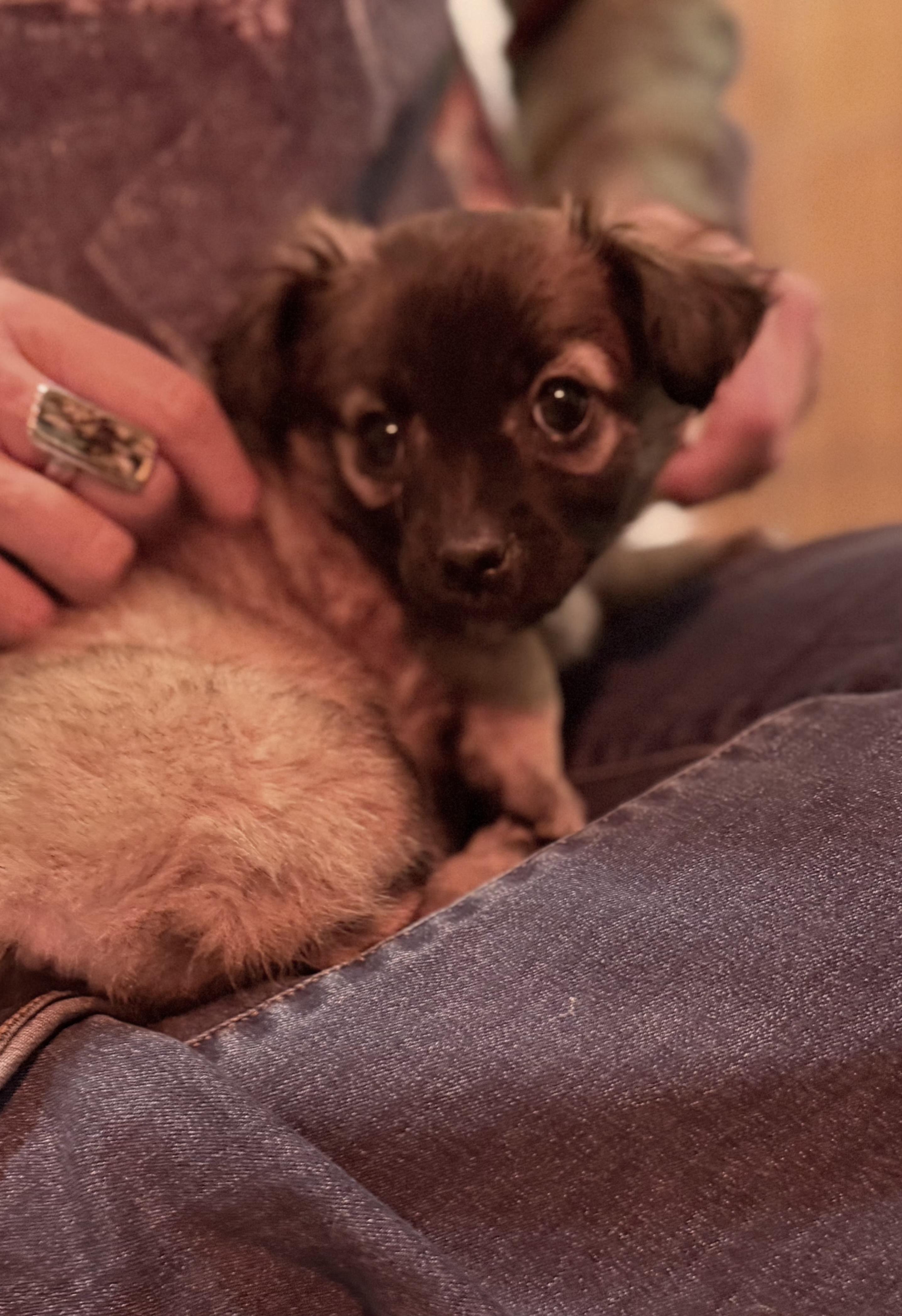 Charlotte, an adopted mixed breed in Minneapolis, MN image 3/5