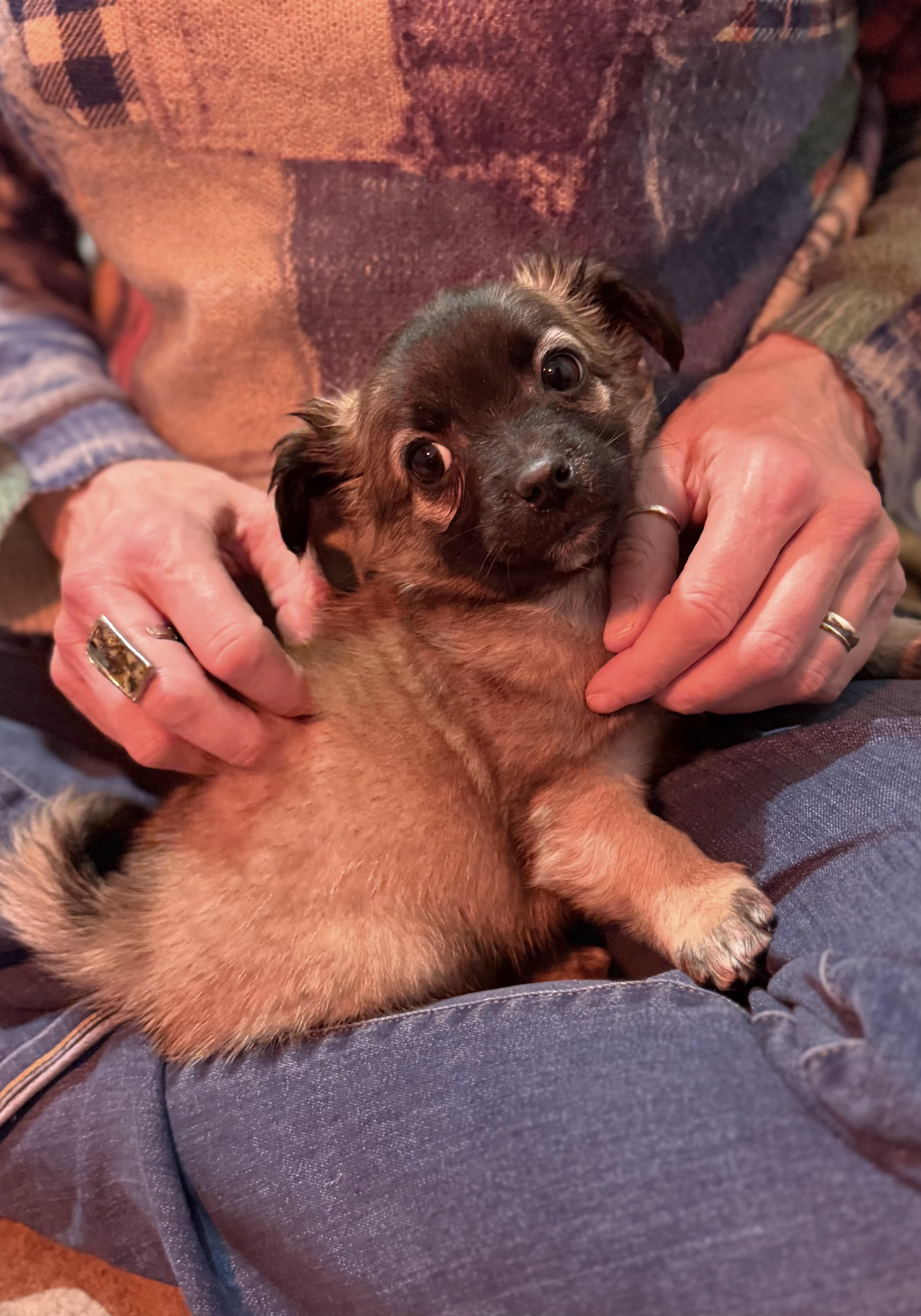 Charlotte, an adopted mixed breed in Minneapolis, MN image 4/5