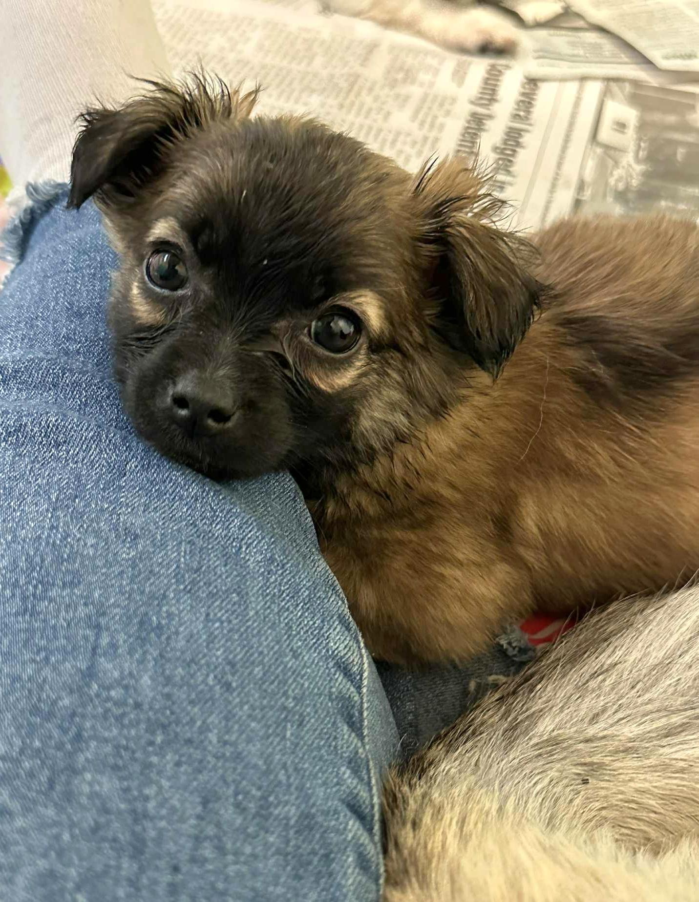 Charlotte, Adoptable, Puppy Female Chihuahua & Papillon.