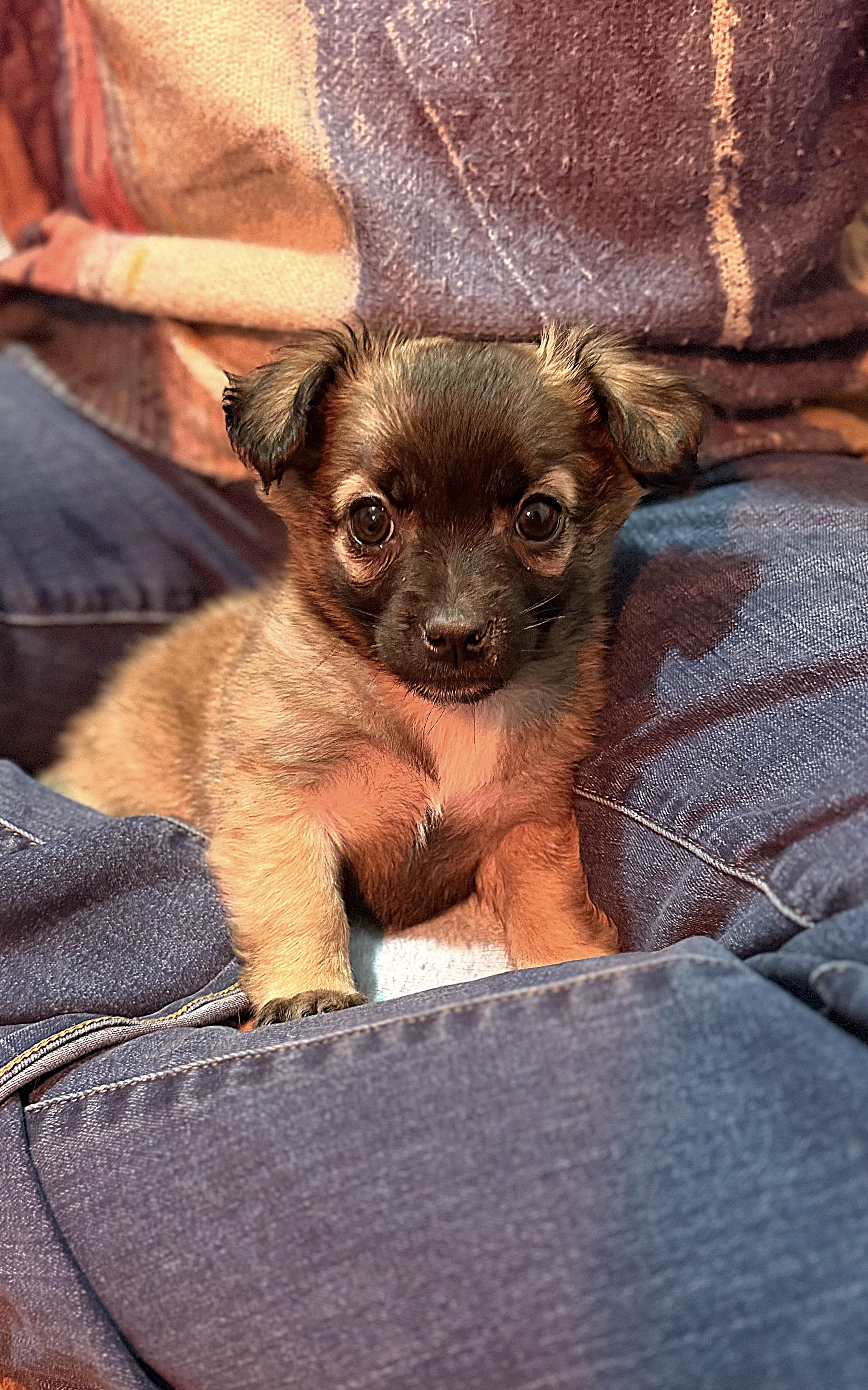 Charlotte, an adopted mixed breed in Minneapolis, MN image 5/5