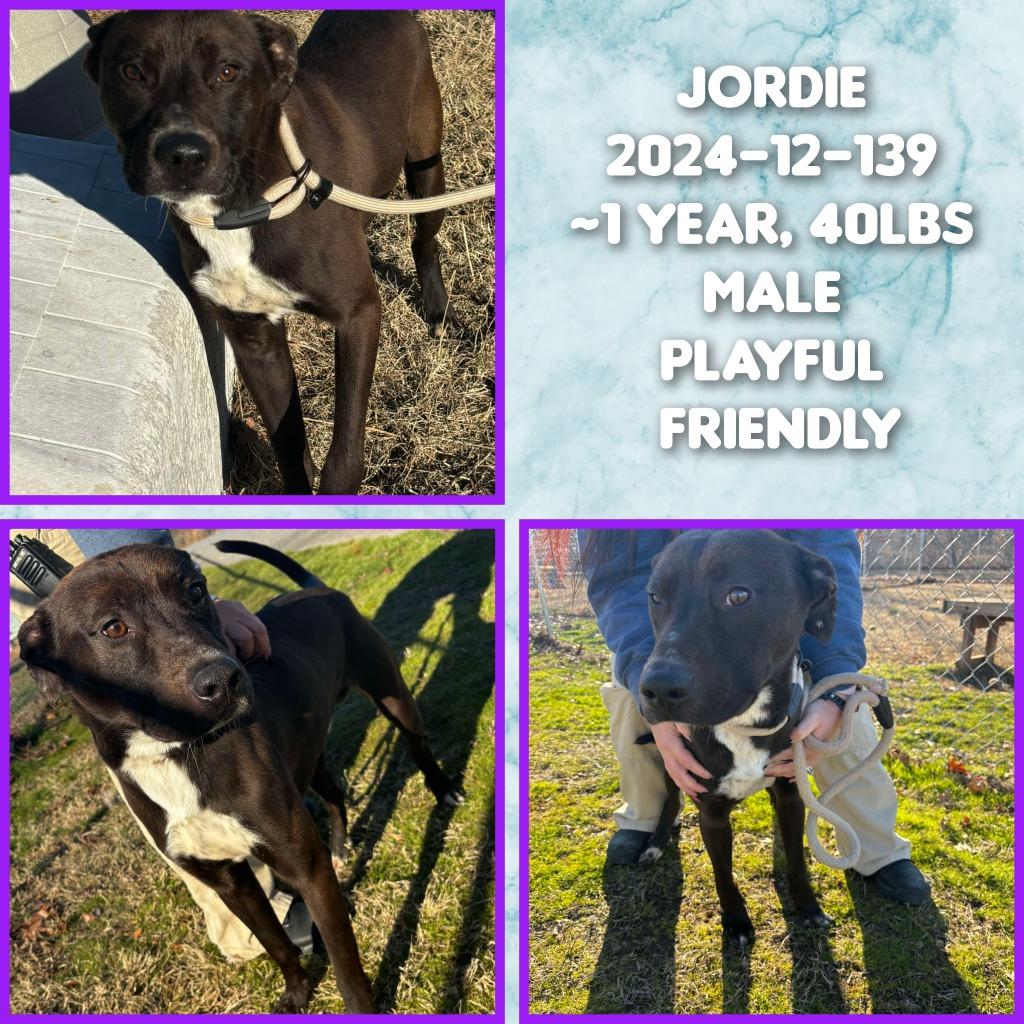 Enlarge 2024-12-139 *Draco*, a Adoptable Labrador Retriever in Winder, GA image 1/1