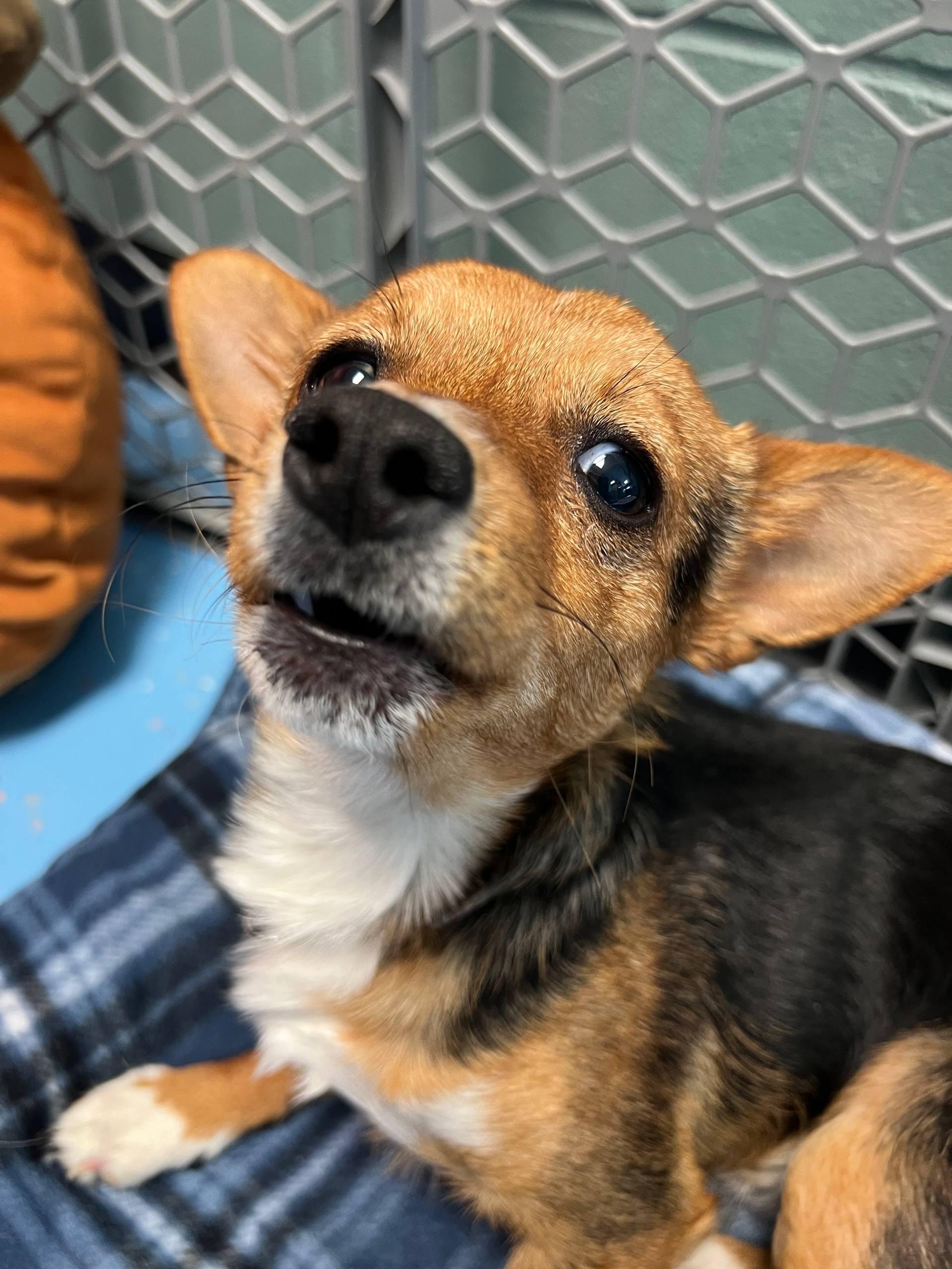 Enlarge Noah, a ADOPTABLE mixed breed in Macclesfield, NC image 1/3