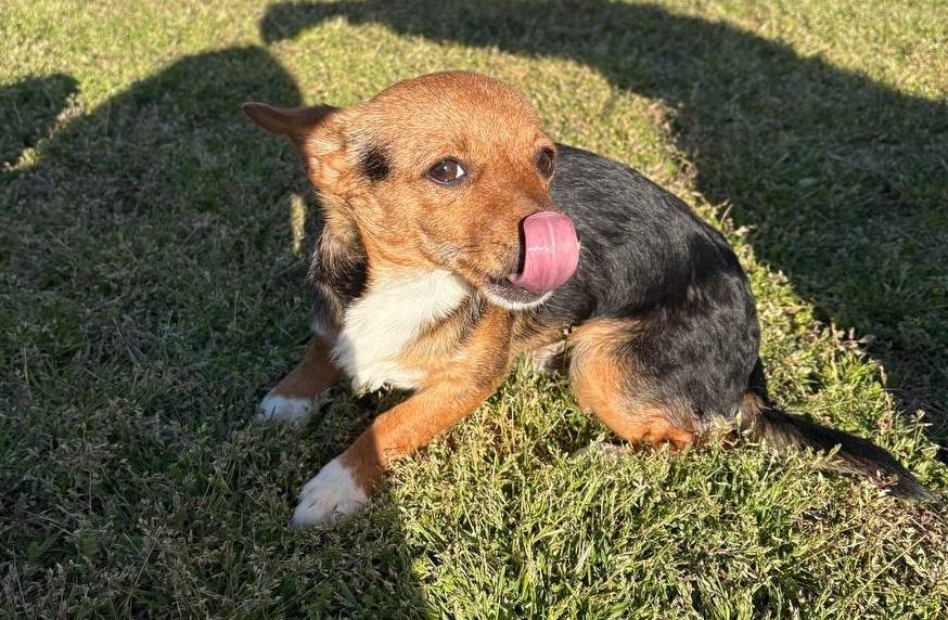 Enlarge Noah, a ADOPTABLE mixed breed in Macclesfield, NC image 3/3