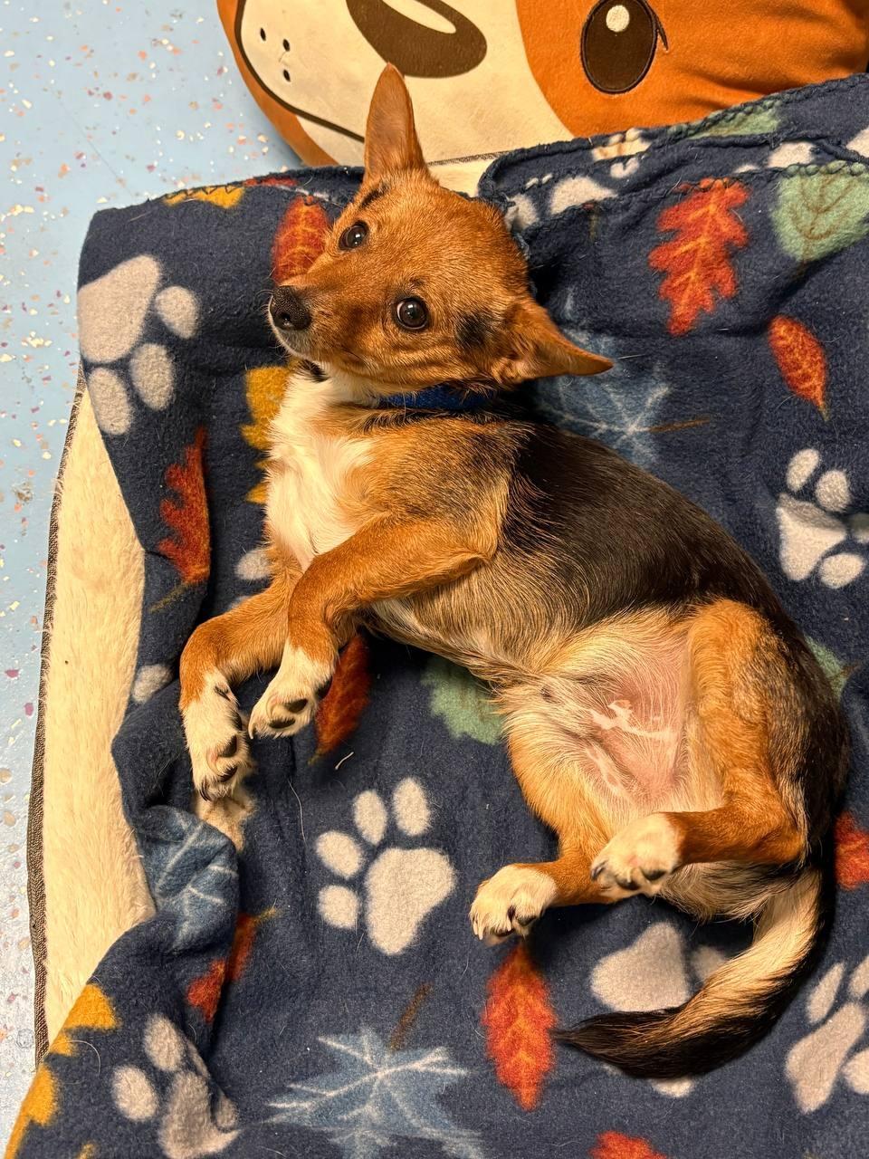 Enlarge Noah, a ADOPTABLE mixed breed in Macclesfield, NC image 2/3