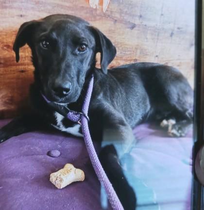 LeRoy, Adoptable, Young Male Terrier & Mixed Breed.