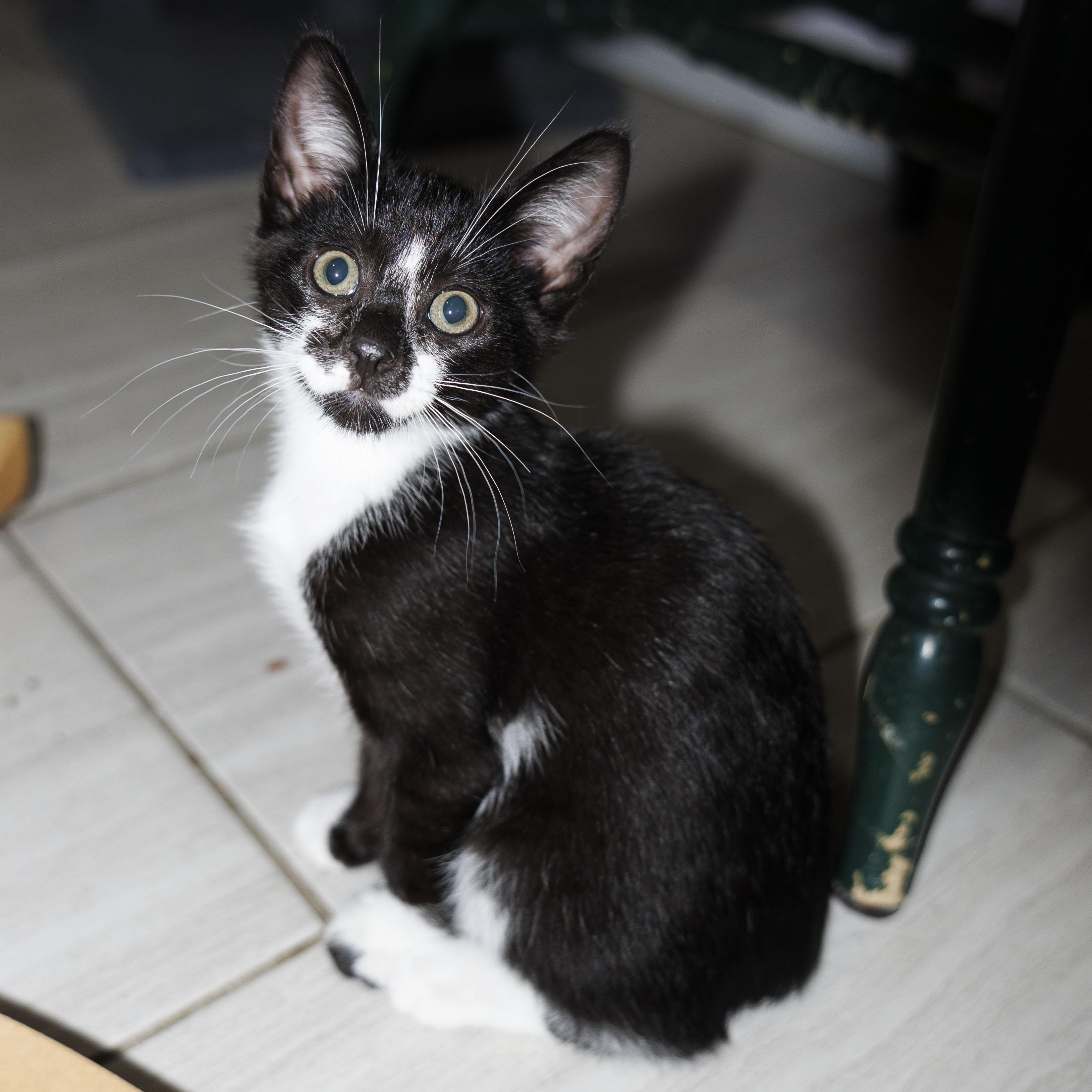 Enlarge Morgan, an adopted Domestic Short Hair in Mount Rainier, MD image 1/3