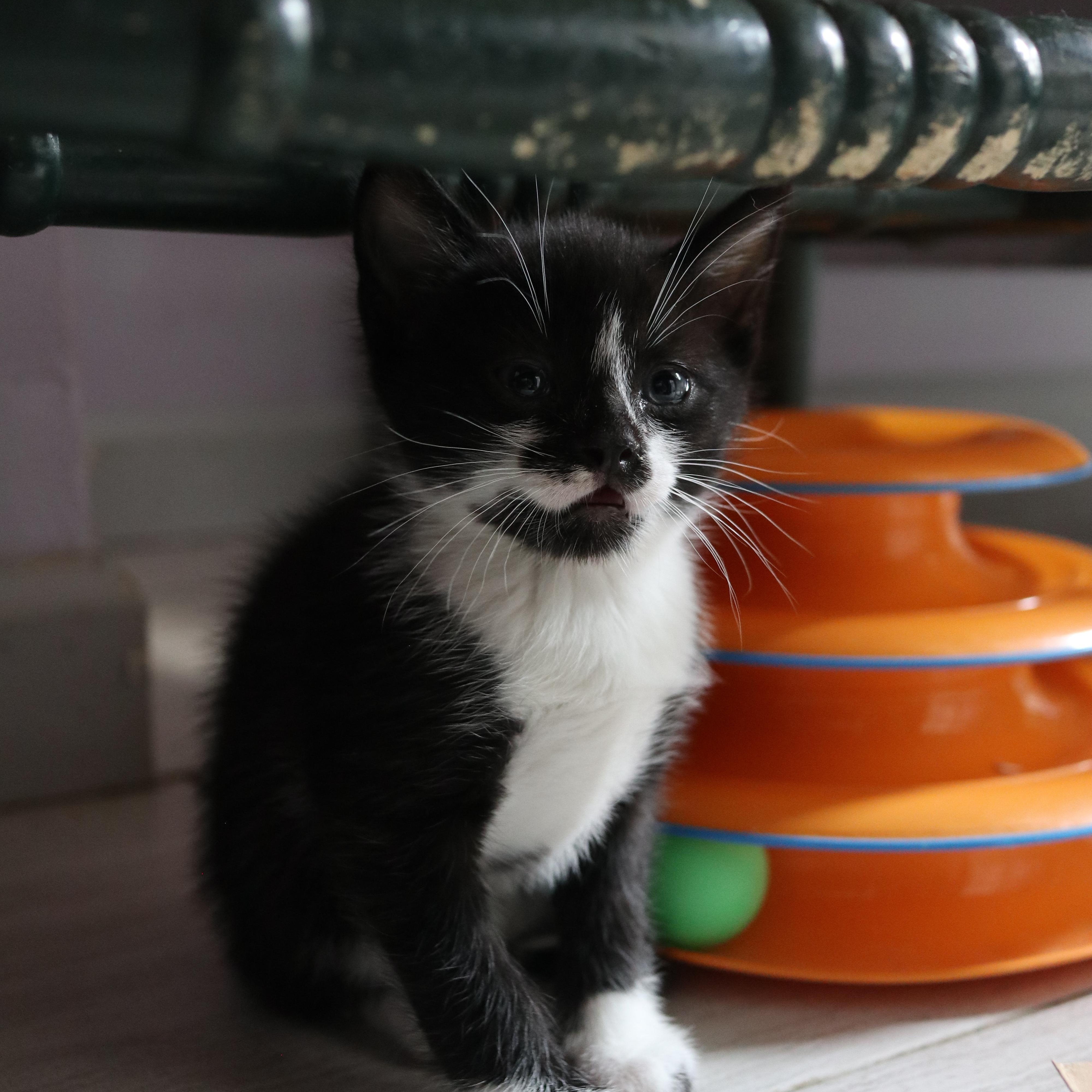 Enlarge Morgan, an adopted Domestic Short Hair in Mount Rainier, MD image 2/3