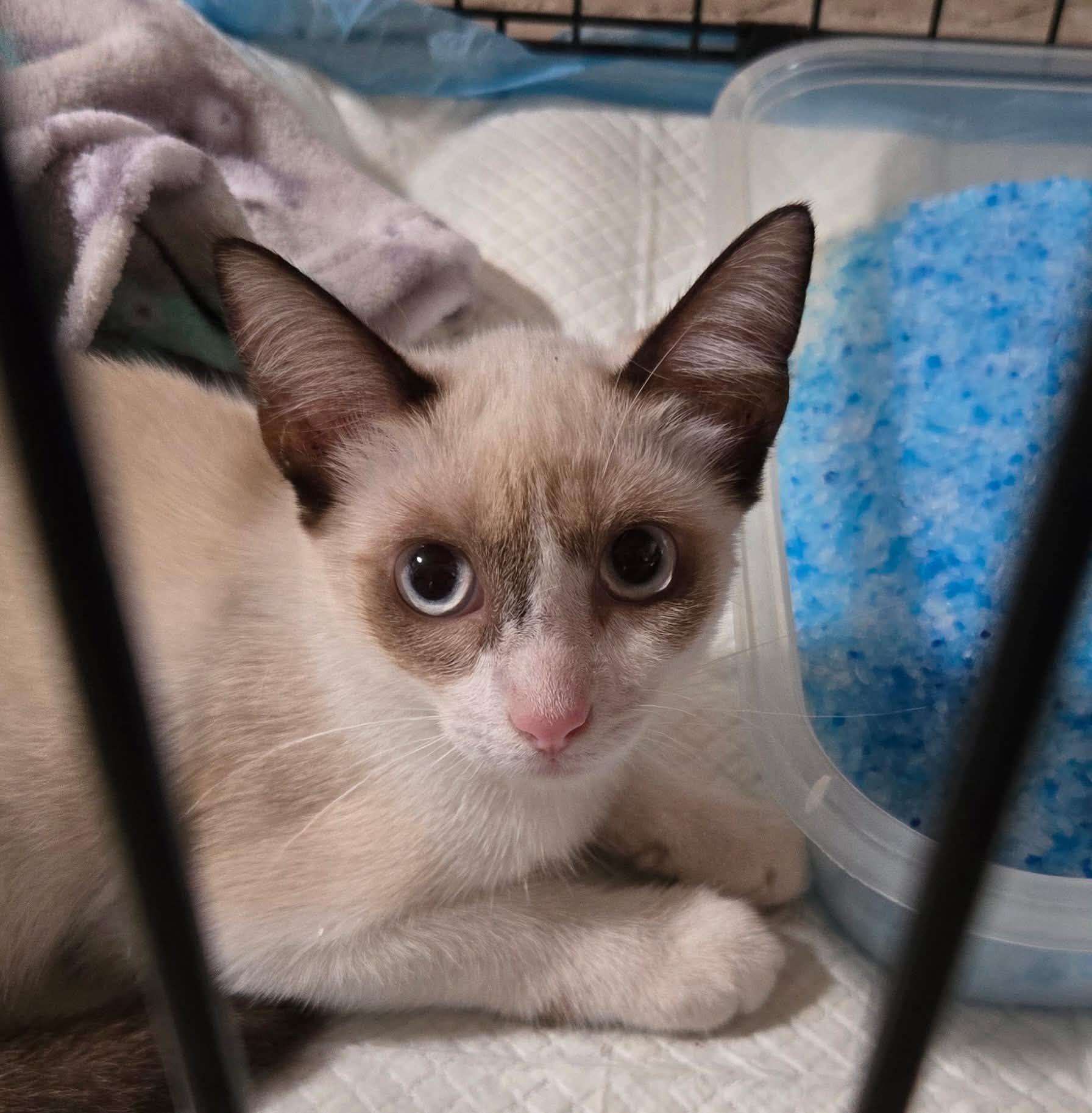 Enlarge Annie, a ADOPTABLE Snowshoe in Mount Pleasant, TX image 1/1