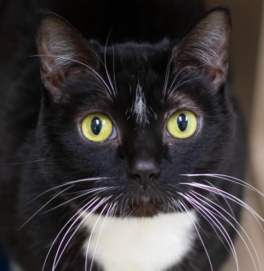 Enlarge Sashi, a ADOPTABLE Domestic Short Hair in Pontiac, MI image 1/1