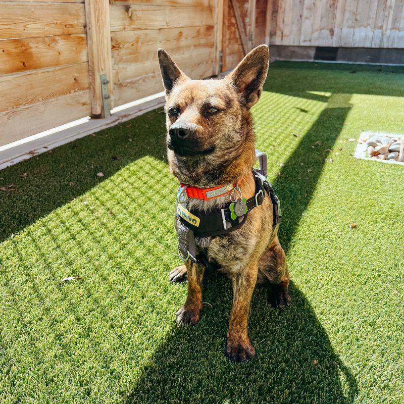 Beans, ADOPTABLE, Adult Male Mixed Breed.