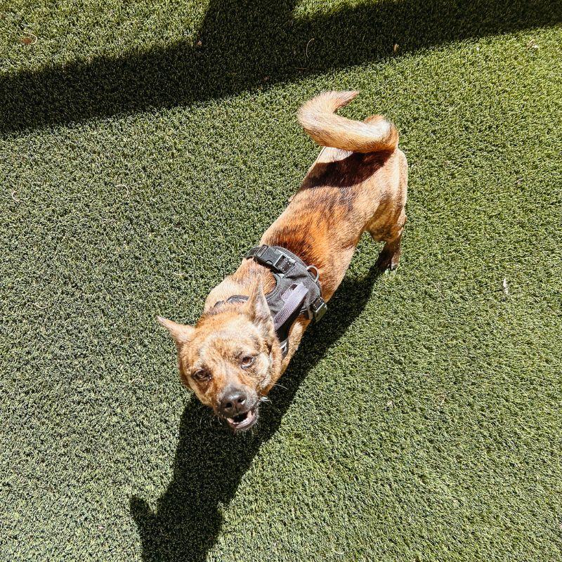 Enlarge Beans, an adopted mixed breed in Jackson, WY image 3/5