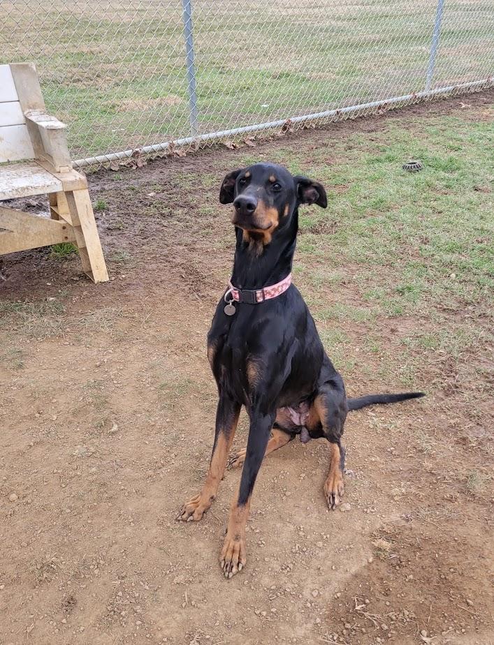 Moana 423-25, ADOPTABLE, Adult Female Doberman Pinscher.