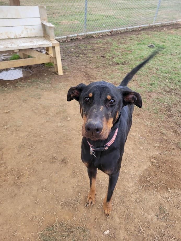 Moana 423-25, a ADOPTABLE mixed breed in Cambridge, OH image 2/5