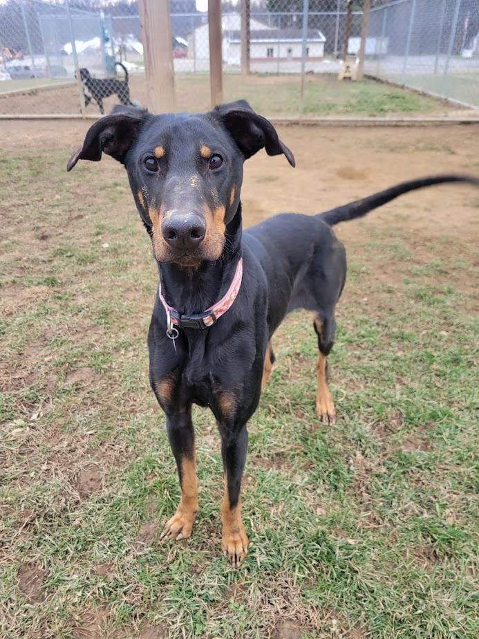 Moana 423-25, a ADOPTABLE mixed breed in Cambridge, OH image 3/5