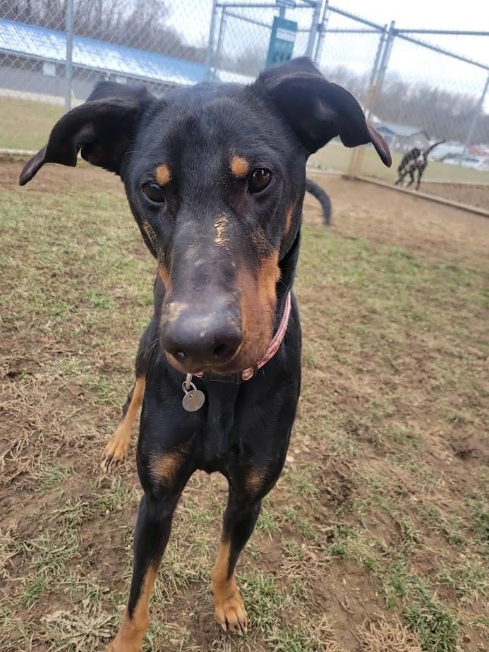 Moana 423-25, a ADOPTABLE mixed breed in Cambridge, OH image 4/5