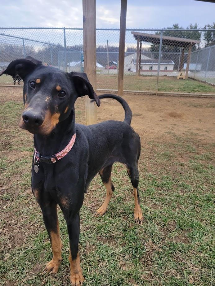 Moana 423-25, a ADOPTABLE mixed breed in Cambridge, OH image 5/5