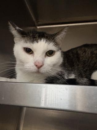 Jazzy, Adoptable, Adult Female Domestic Short Hair & Domestic Short Hair.