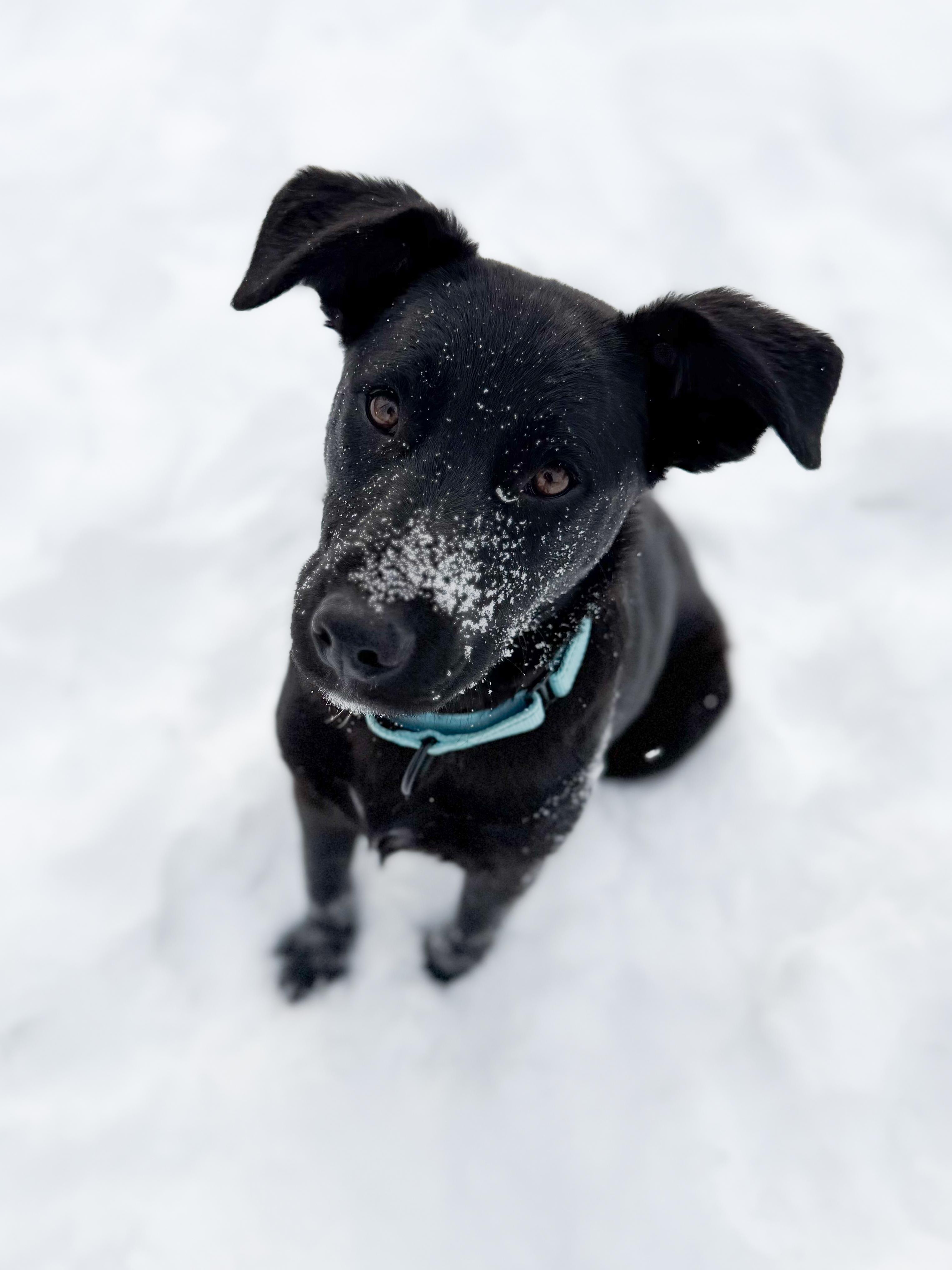 Georgia , a Adoptable Mixed Breed in Argyle, NY image 3/6