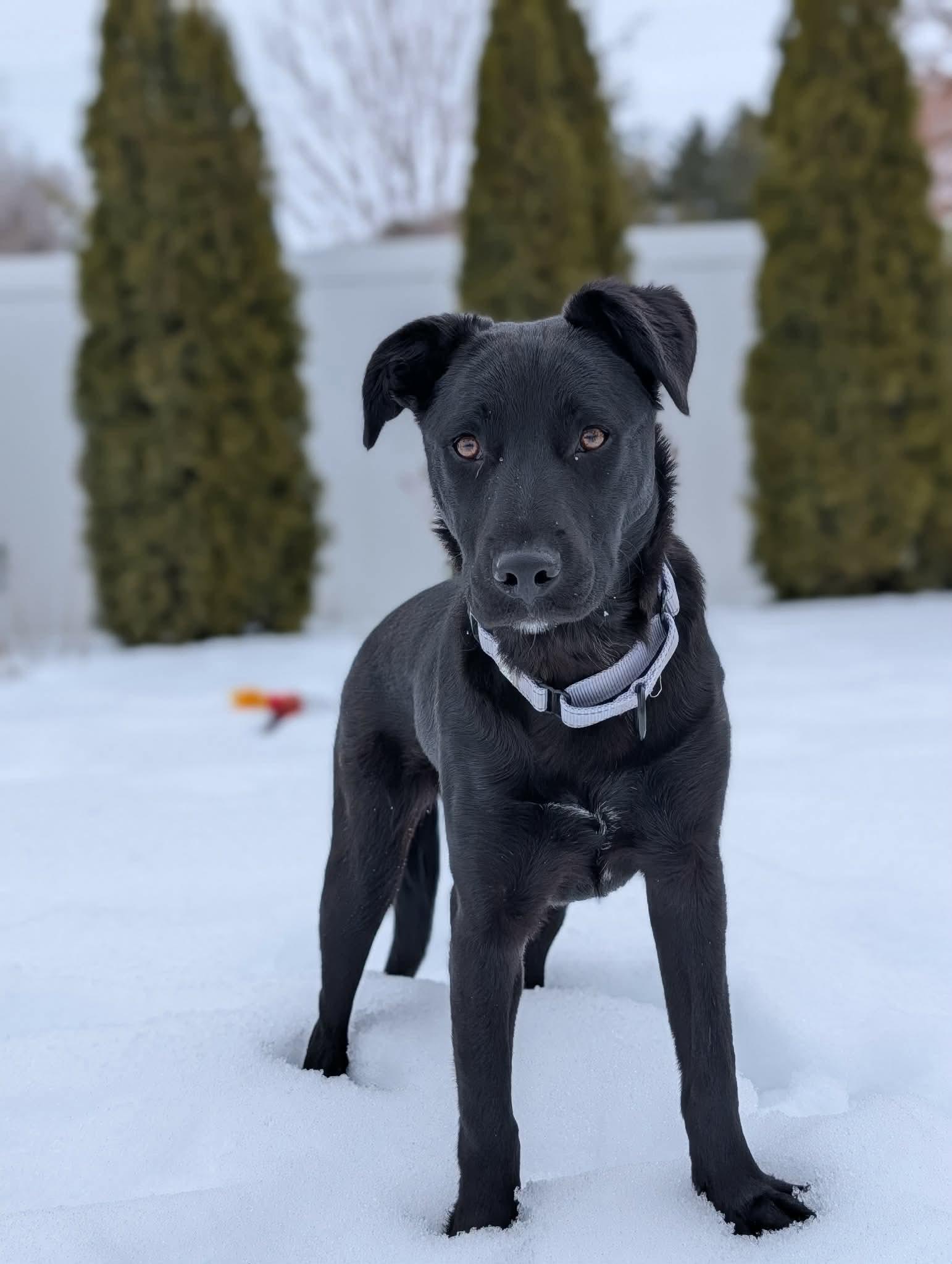 Georgia , a Adoptable Mixed Breed in Argyle, NY image 6/6