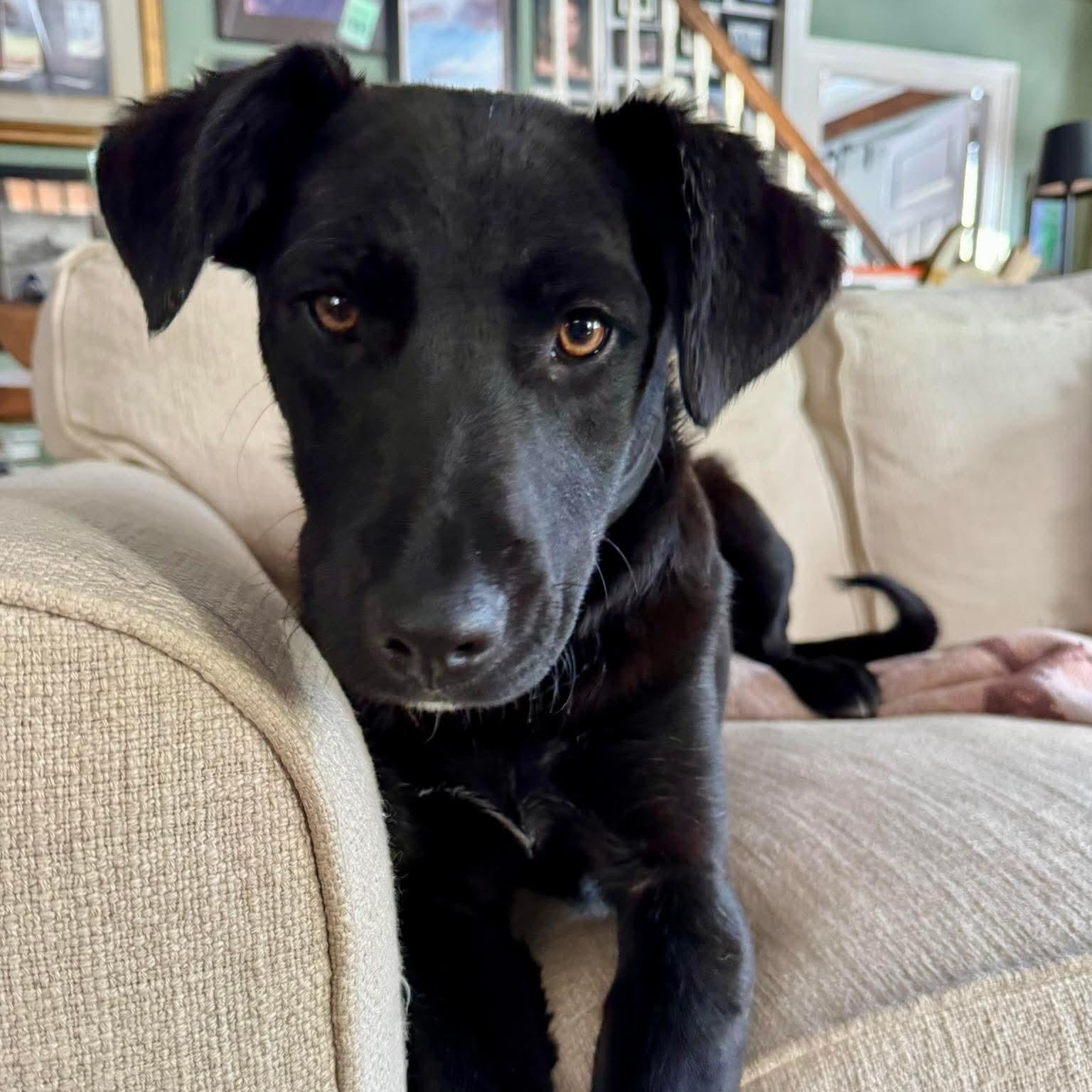 Georgia , a Adoptable Mixed Breed in Argyle, NY image 2/6