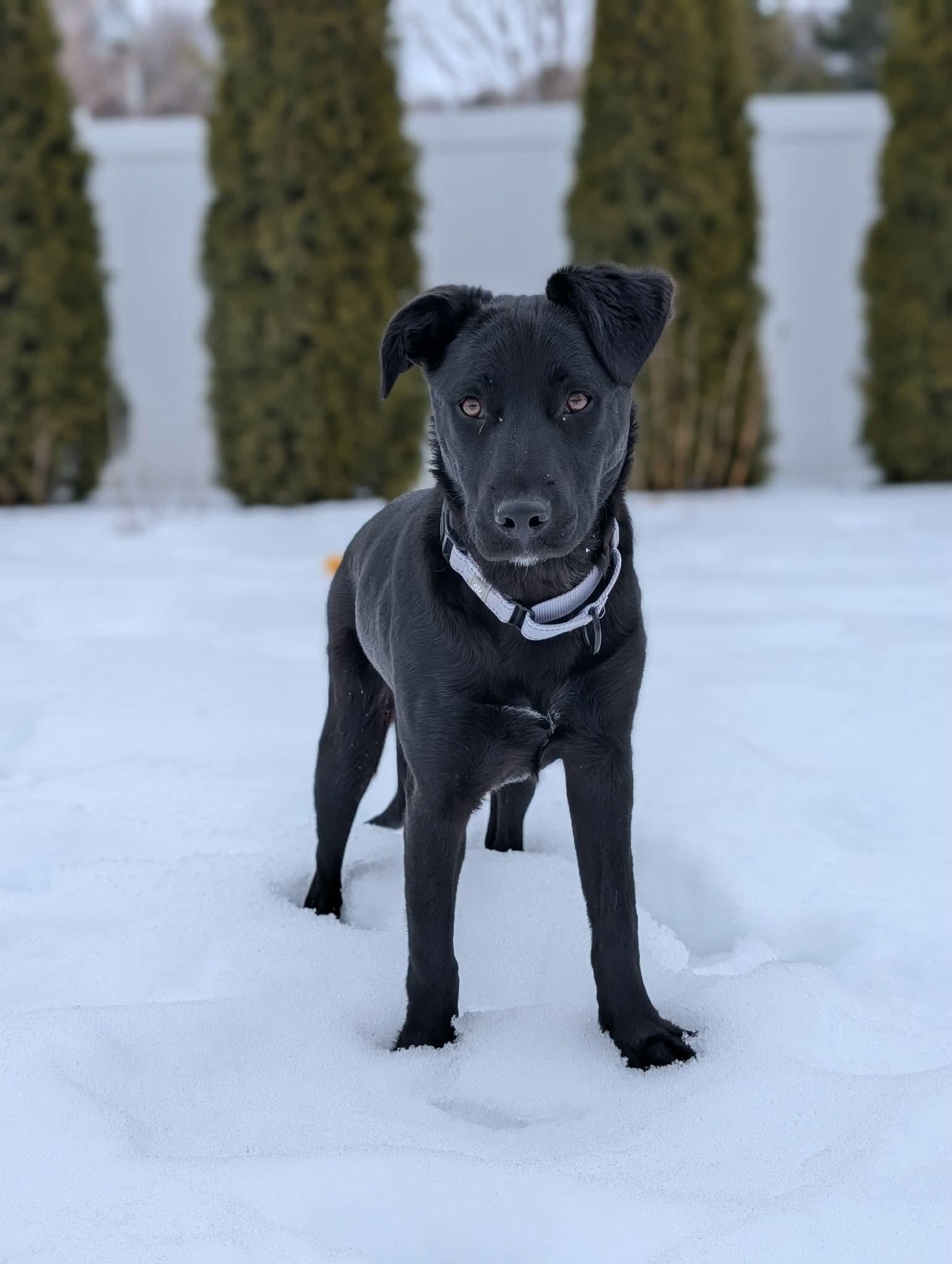 Georgia , a Adoptable Mixed Breed in Argyle, NY image 1/6