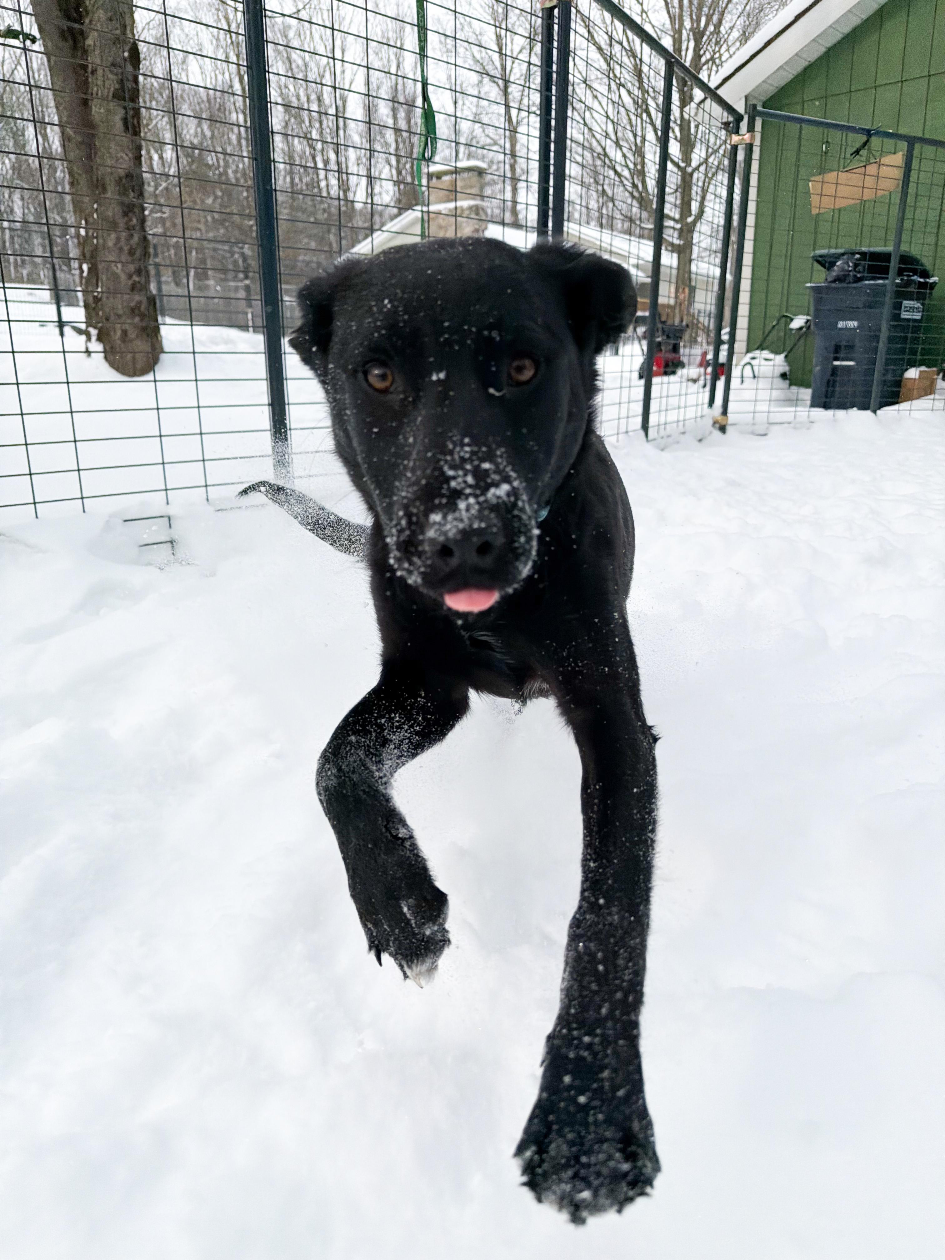 Georgia , a Adoptable Mixed Breed in Argyle, NY image 4/6