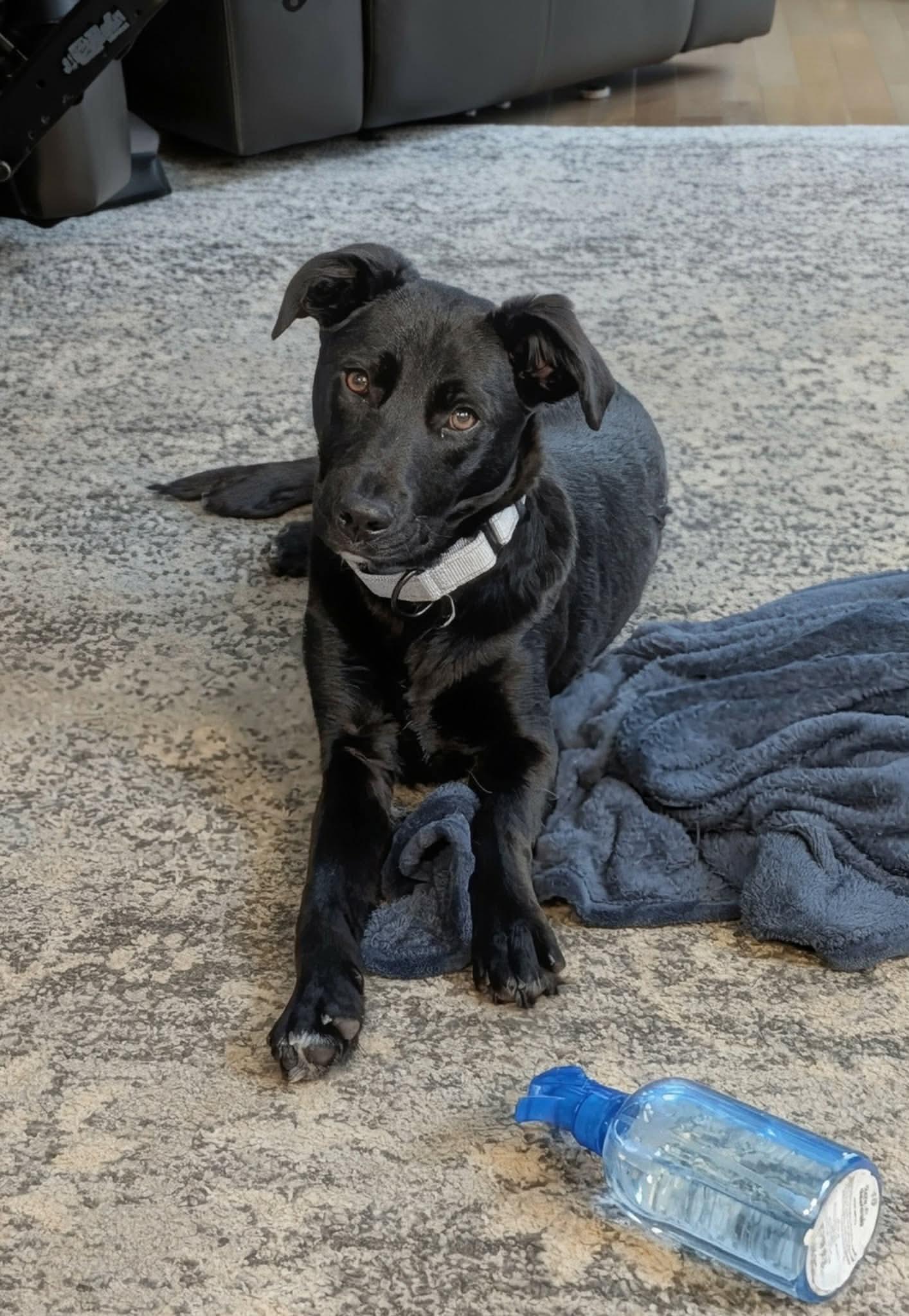 Georgia , Adoptable, Puppy Female Mixed Breed.