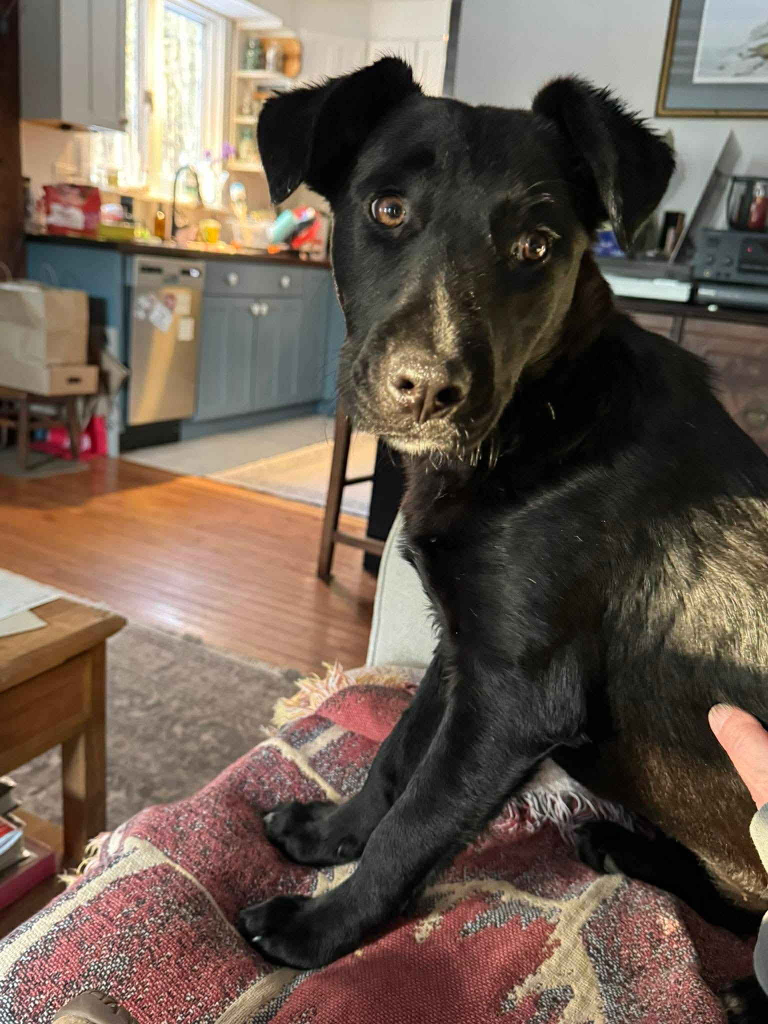 Georgia , a Adoptable Mixed Breed in Argyle, NY image 5/6