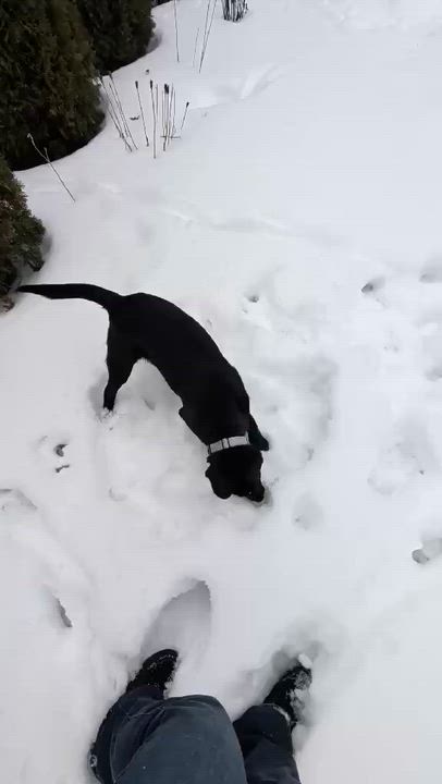 Enlarge Georgia , a Adoptable Mixed Breed in Argyle, NY video 6/6