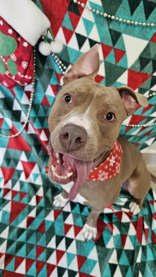 Enlarge Kandi, a Adoptable Mixed Breed in Manitowoc, WI image 1/1