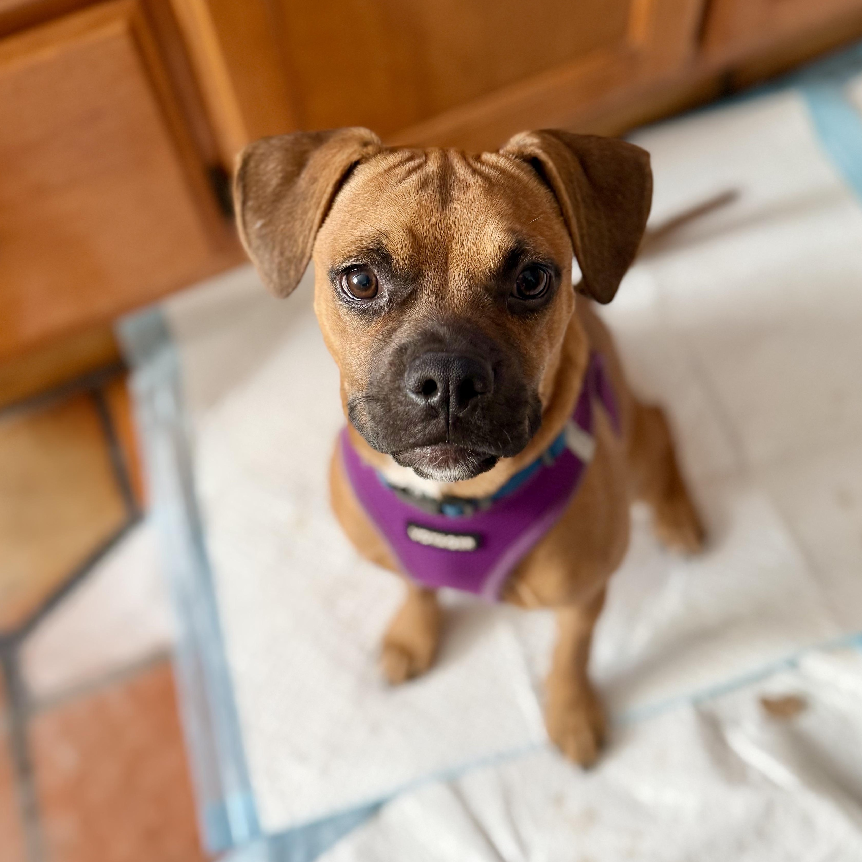 Enlarge Clyde, a Adoptable mixed breed in Santa Monica, CA image 3/6