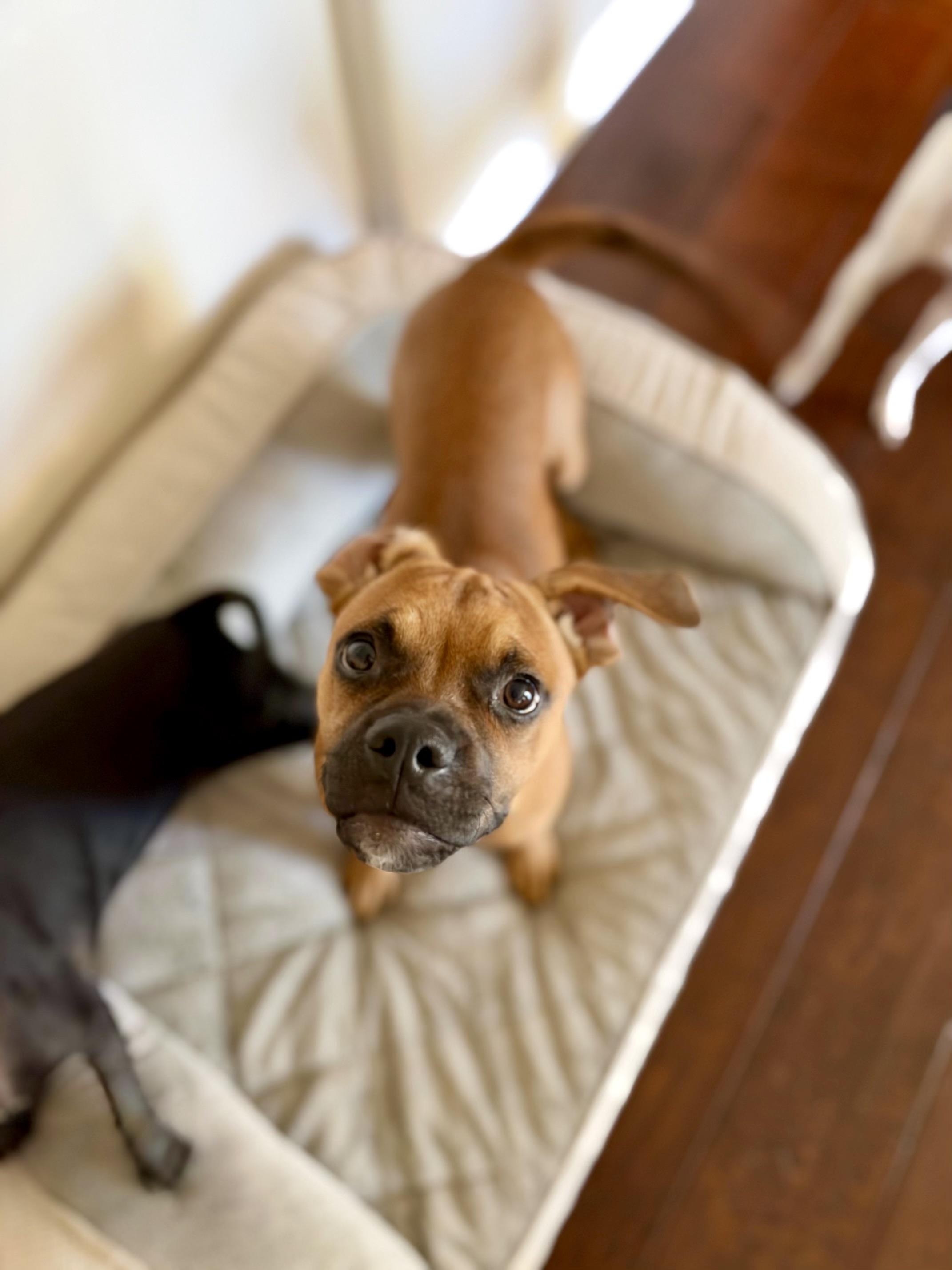 Enlarge Clyde, a Adoptable mixed breed in Santa Monica, CA image 5/6