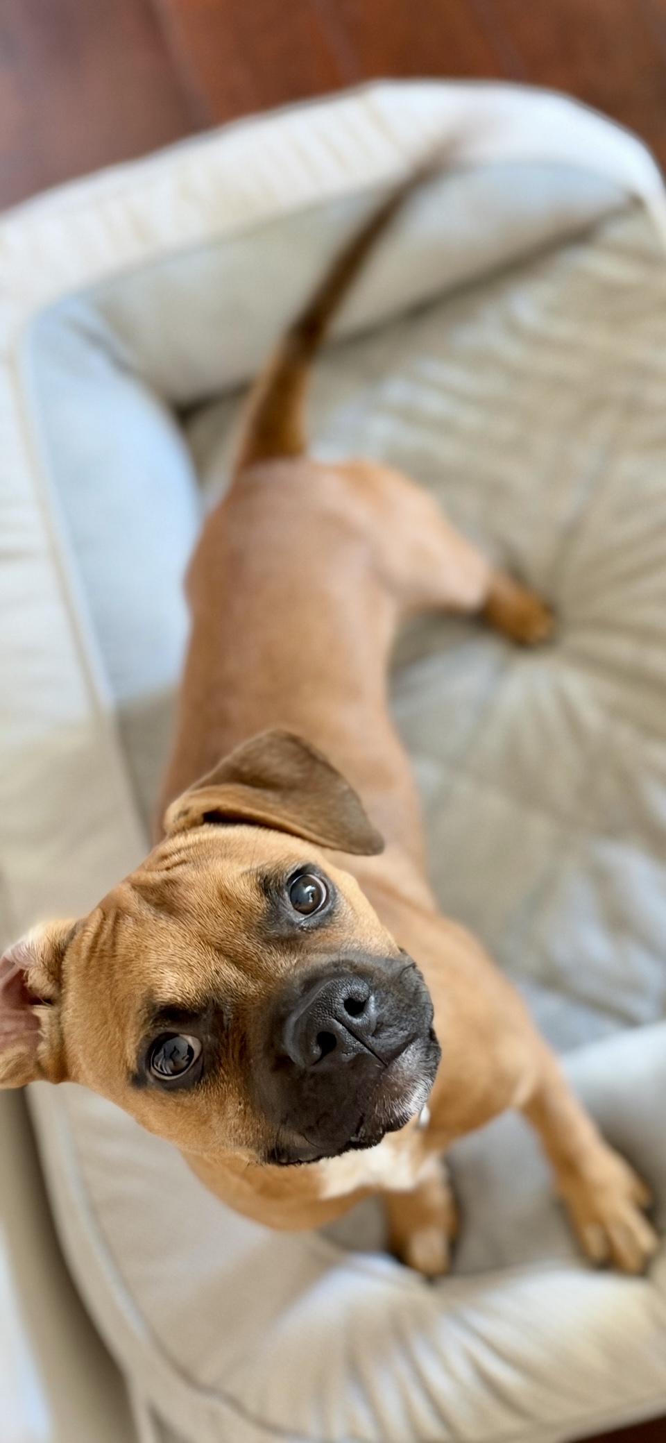 Enlarge Clyde, a Adoptable mixed breed in Santa Monica, CA image 6/6