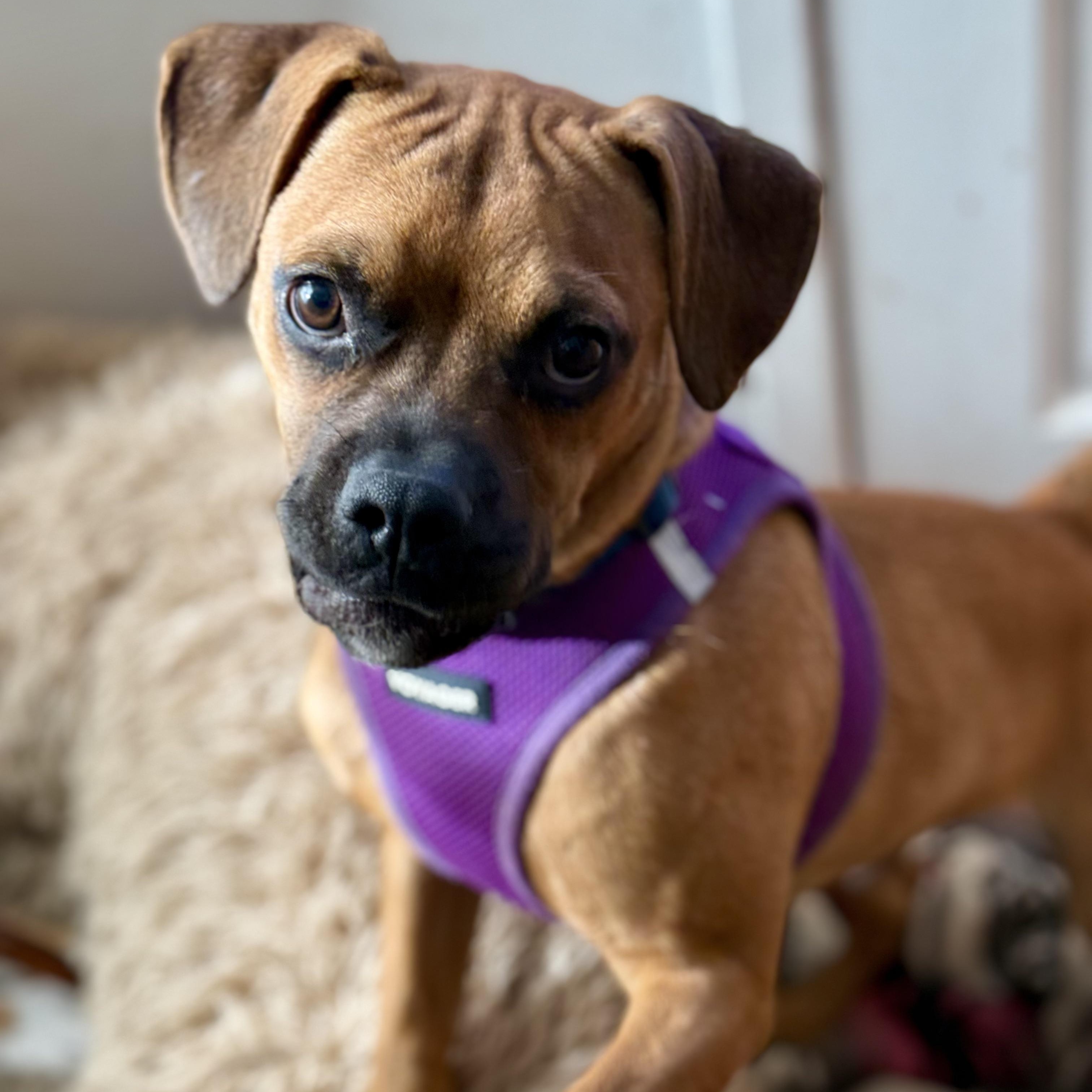 Clyde, Adoptable, Young Male Pug & American Staffordshire Terrier.